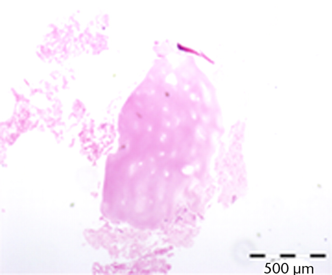 Fig. 7 
          Micrograph showing cartilogenous tissue
in the generated tissue following seven days of incubation (haematoxylin
and eosin staining).
        