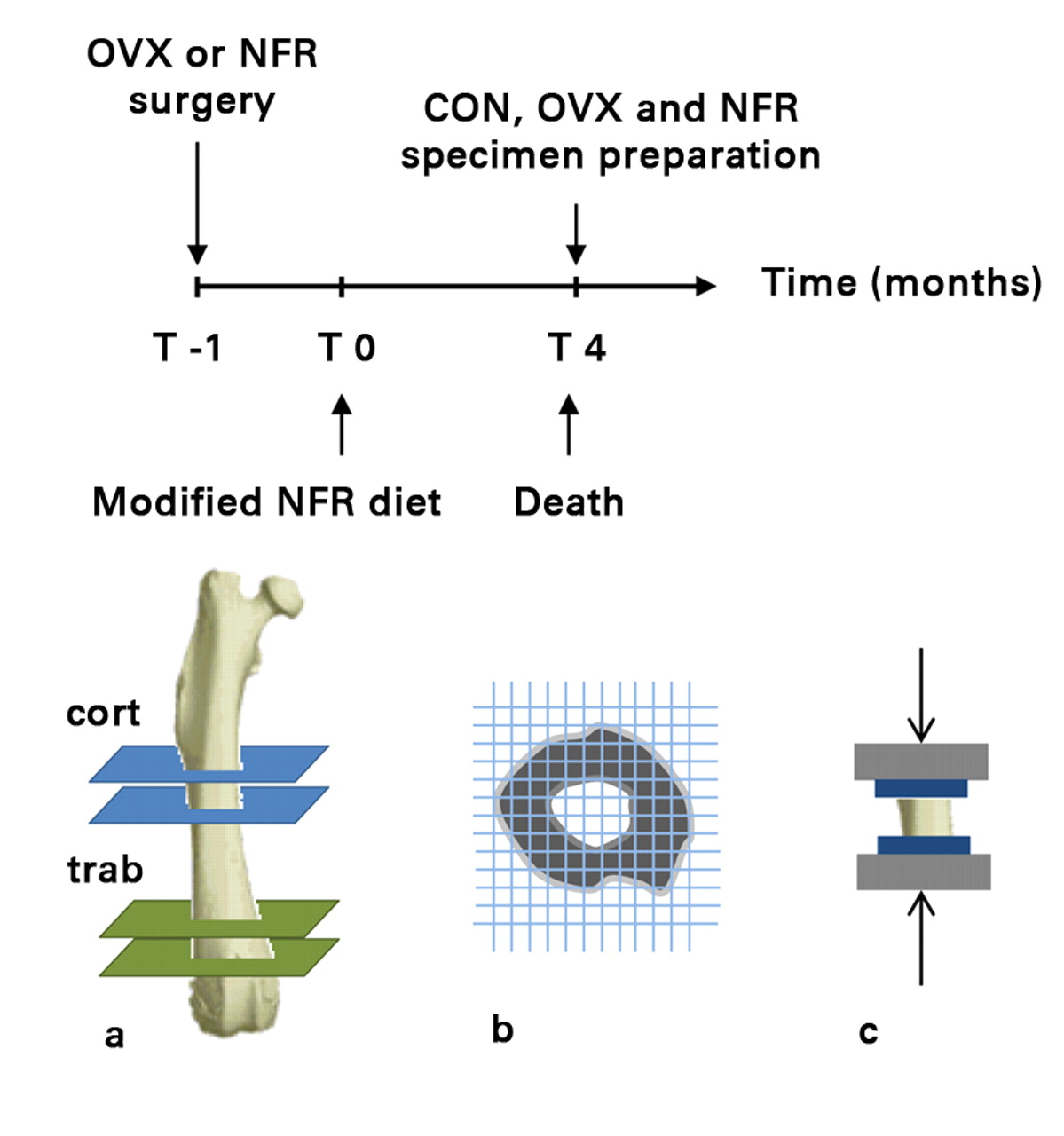 Fig. 1 
            Timeline followed prior to collection
of specimens (top) and diagrams showing a) the mid-diaphyseal (cortical)
and distal metaphyseal (trabecular) sections cut from each femur
to obtain cortical only and trabecular + cortical specimens, respectively,
b) the ensuing CT structural rigidity analysis and c) uni-axial
mechanical testing (OVX, ovariectomized; NFR, partially nephrectomized;
CON, control).
          