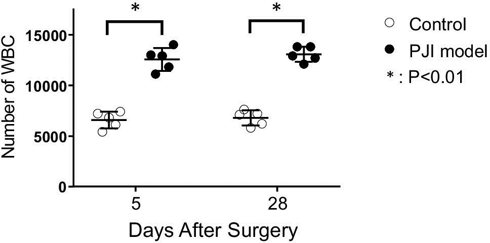 Fig. 3 
            Haematological evidence of infection. White blood cell (WBC) counts in the two groups of rabbits (n = 5/group). *p < 0.01 versus control aseptic screw group, paired t-test. PJI, periprosthetic joint infection.
          