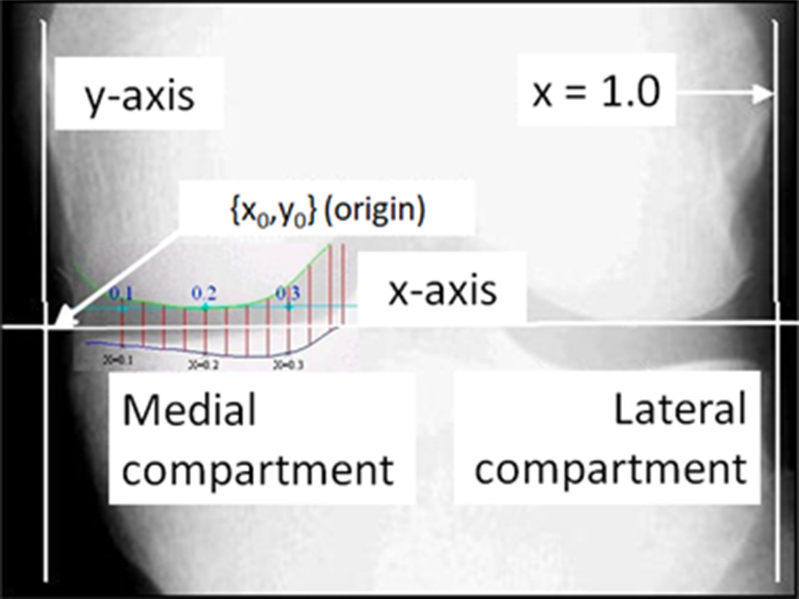 Fig. 4 
            Measurements of femorotibial joint space width at increments of 0.025 using Duryea et al’s25 customized software tool.
          