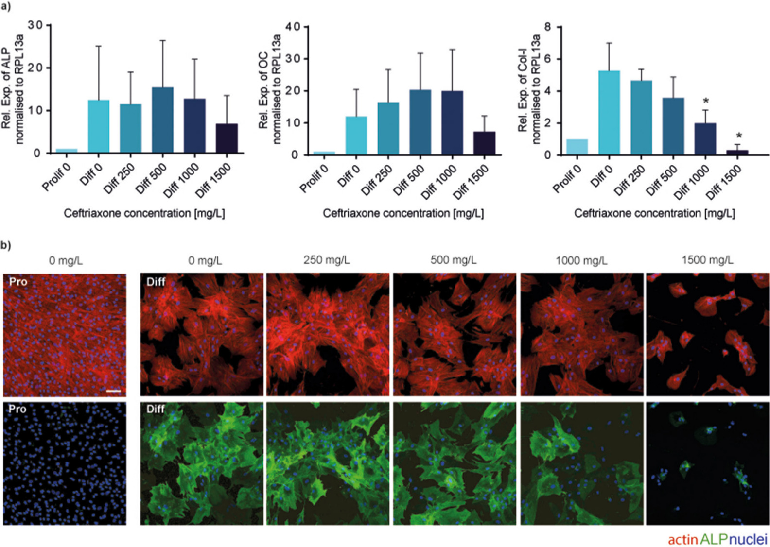 Fig. 3 
            a) Gene expression analysis of human bone progenitor cells (HBCs) cultivated in proliferation medium (Prolif) or osteogenic differentiation medium (Diff) for ten days, both supplemented with increasing concentrations of ceftriaxone (mean and standard deviation (SD), n = 3). Messenger RNA (mRNA) expression levels of alkaline phosphatase (ALP), osteocalcin (OC), and collagen type I (Col-I) were normalized to Prolif with RPL13a as housekeeping gene. Statistically significant differences compared to Diff 0 are indicated with * (p = 0.028 at 1,000 mg/l and p = 0.002 at 1,500 mg/l, one-way analysis of variance). b) Immunohistochemical staining demonstrating the influence of ceftriaxone supplementation on ALP expression. ALP is illustrated in green, actin cytoskeleton in red, and nuclei in blue. HBCs were cultured in osteogenic differentiation (Diff) and proliferation medium (Pro) for ten days (scale bar 100 µm). Rel. Exp., relative expression.
          