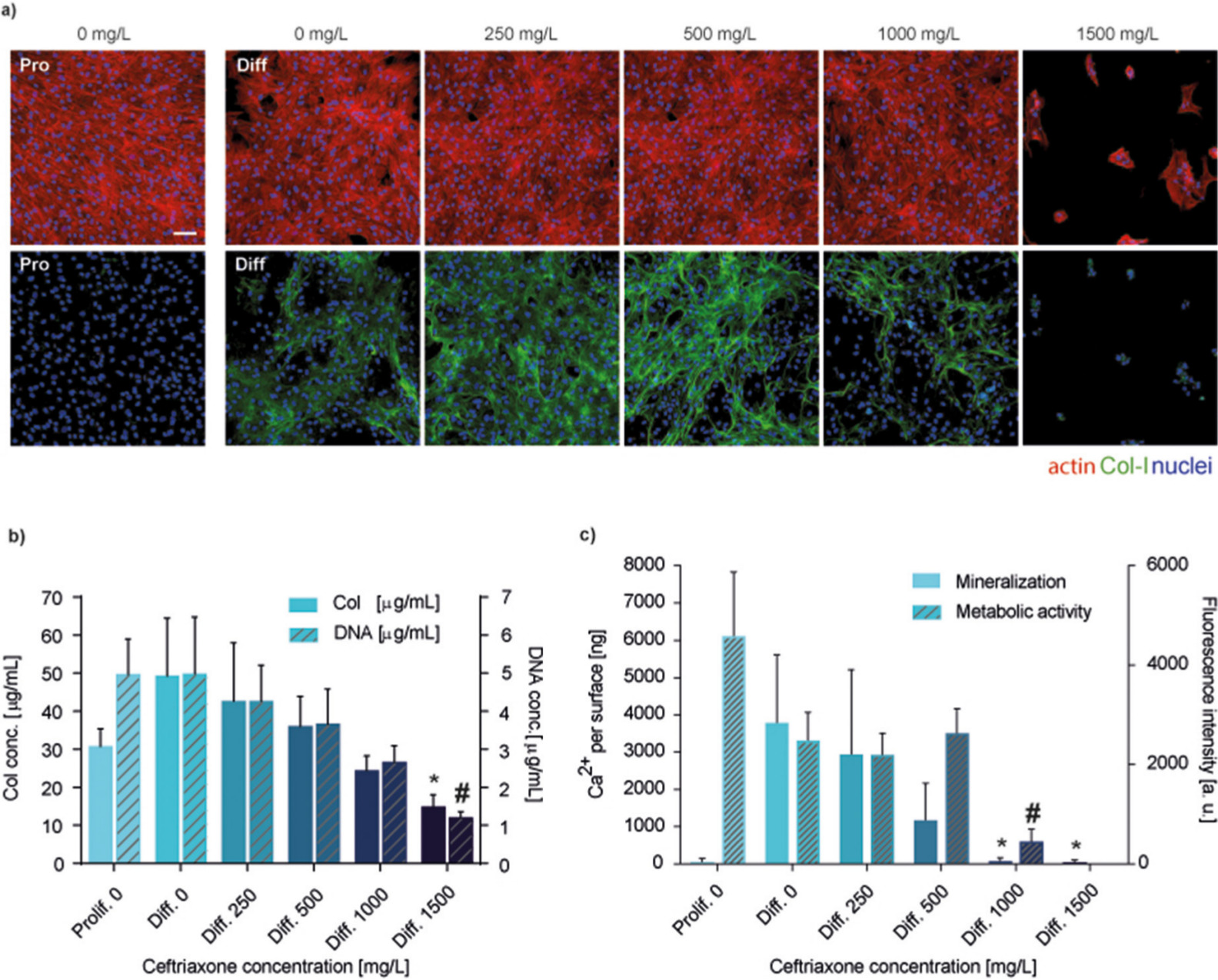 Fig. 4 
            a) Immunohistochemical staining demonstrating osteogenic differentiation of human bone progenitor cells (HBCs) cultivated in proliferation medium (Pro) or osteogenic differentiation medium (Diff) supplemented with increasing concentrations of ceftriaxone. Staining for extracellular collagen I (green) and nuclei (blue) after 14 days of exposure. The scale bar indicates 100 µm. b) Osteogenic differentiation of HBCs cultured in proliferation medium (Prolif) or Diff supplemented with increasing concentrations of ceftriaxone. Collagen (Col) and DNA concentrations are indicated dependent on ceftriaxone concentration. Cells cultured in Prolif served as control (mean and standard deviation (SD), n = 3). Statistically significant differences compared to Diff 0 are indicated with * (p = 0.016, one-way analysis of variance (ANOVA)) at Col-I and # for DNA content (p = 0.006, one-way ANOVA). c) Osteogenic differentiation of HBCs cultured in Prolif or Diff supplemented with increasing concentrations of ceftriaxone. Quantified calcium concentrations dependent on ceftriaxone concentrations after a culture period of 28 days. Cells cultured in Prolif served as control (mean and SD, n = 3). Statistically significant differences compared to Diff 0 are indicated with * (1,000 mg/l, p = 0.013, 1,500 mg/l, p = 0.012, one-way ANOVA) for mineralization and # for metabolic activity (1,000 mg/l, # 0.008, one-way ANOVA). a.u., arbitrary units.
          