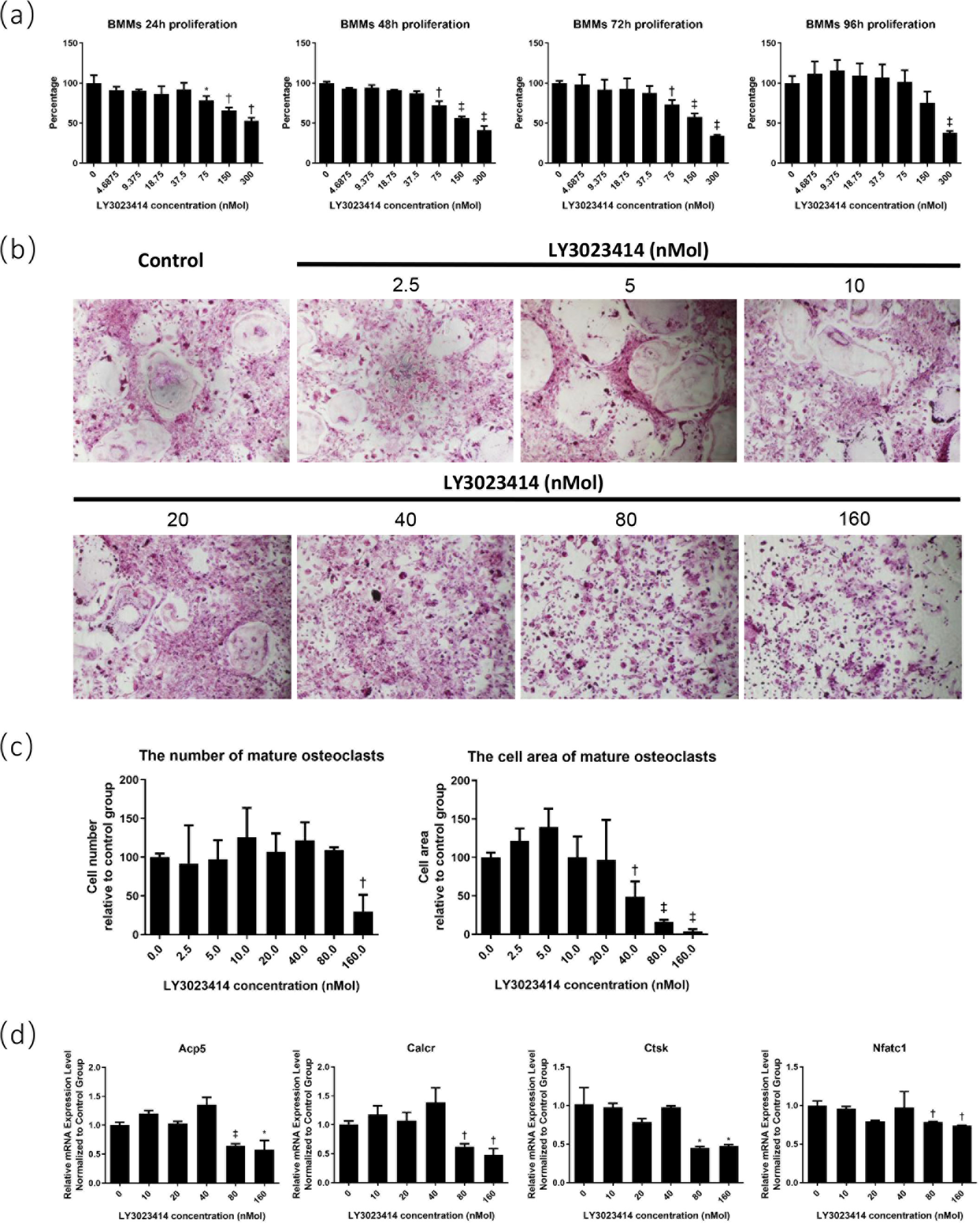 Fig. 1 
            LY3023414 inhibited osteoclast differentiation. a) LY3023414 inhibited the proliferation of bone marrow-derived macrophage cells (BMMs). Relatively high concentrations of LY3023414 showed apparent toxicity in BMMs. b) The tartrate-resistant acid phosphatase (TRAP) staining (100×) of mature osteoclasts after treatment with different concentrations of LY3023414. High concentrations of LY3023414 suppressed the differentiation of osteoclasts. c) The measurement and analysis of mature osteoclasts in terms of cell number and area. High concentrations of LY3023414 decreased the total area of mature osteoclasts, and the half maximal inhibitory concentration (IC50) of differentiation was about 40 nM. d) Relative messenger RNA (mRNA) expression of osteoclast-specific genes. High concentrations of LY3023414 suppressed the expression levels of acid phosphatase 5, tartrate resistant (Acp5), calcitonin receptor (Calcr), cathepsin K (Ctsk), and nuclear factor of activated T cells 1 (Nfatc1). *p < 0.05, †p < 0.01, ‡p < 0.001.
          