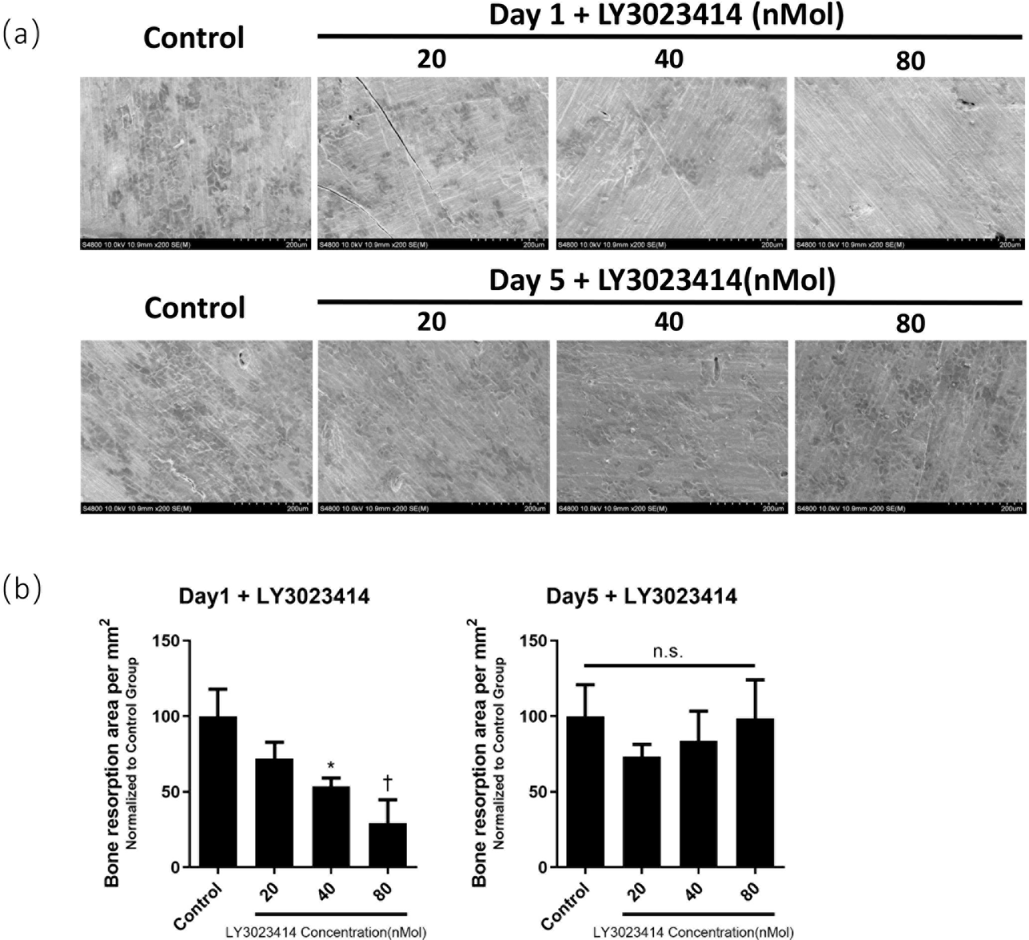 Fig. 2 
            LY3023414 did not inhibit osteoclasts. a) Scanning electron microscopy (SEM) scans of bone slices. Different concentrations of LY3023414 were added to the osteoclast culture medium on the first day (above) or fifth day (below) supplied with 100 ng/ml receptor activator of nuclear factor κB ligand (RANKL). b) Analysis of bone resorption area per cubic millimetre normalized to the control group. Left: the first-day group. Right: the fifth-day group. *p < 0.05, †p < 0.01, ‡p < 0.001. n.s., no significance.
          