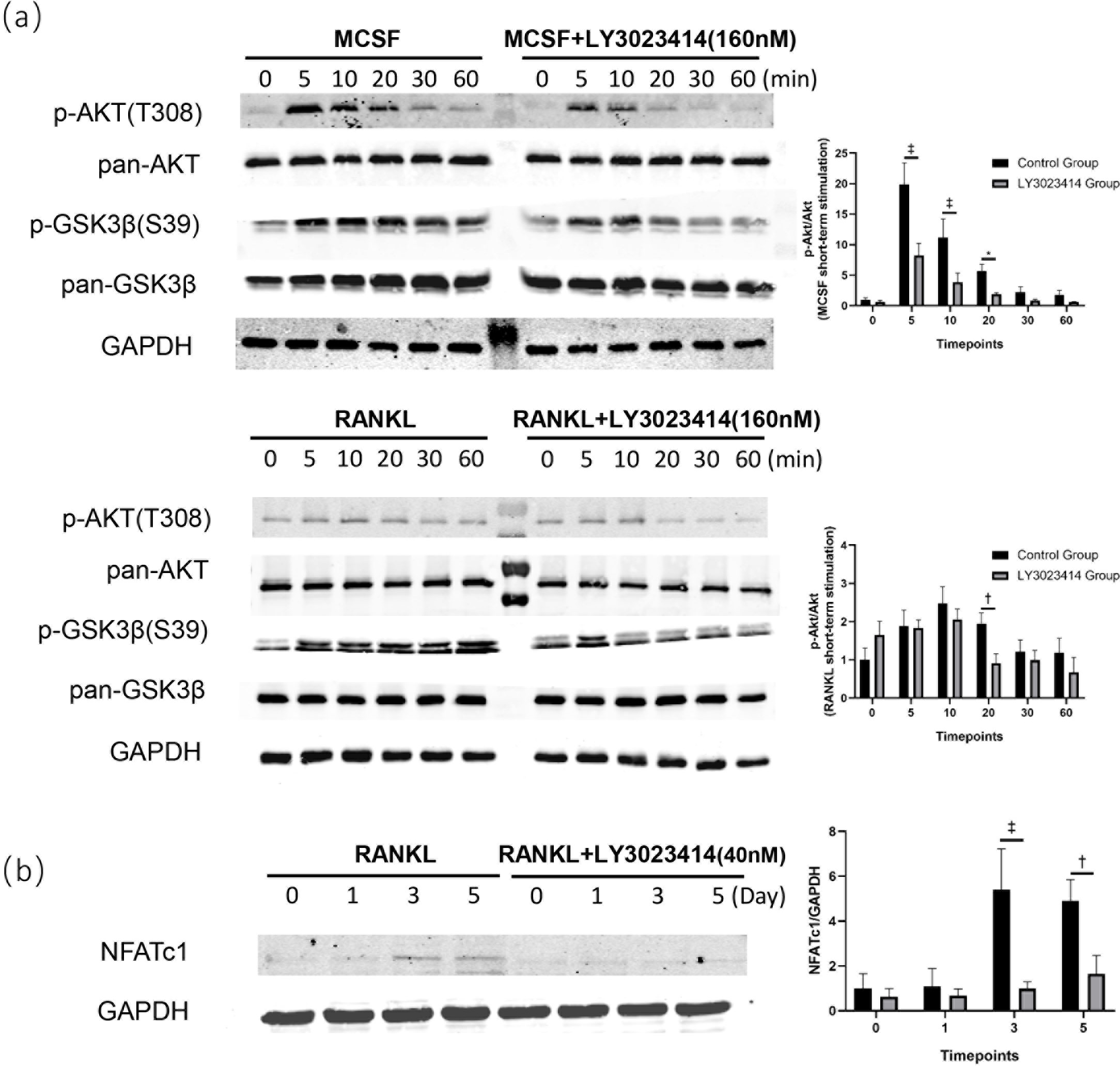 Fig. 3 
            LY3023414 inhibited osteoclast differentiation through the phosphatidylinositol 3-kinase (PI3K)/protein kinase B (Akt)/glycogen synthase kinase 3 beta (GSK3β)/nuclear factor-activated T cell 1 (NFATc1) signalling pathway. a) The protein expression level of short-term stimulation by macrophage colony-stimulating factor (MCSF) or receptor activator of nuclear factor κB ligand (RANKL) with or without 160 nM LY3023414. LY3023414, as a PI3K inhibitor, suppressed the phosphorylation of Akt. The phosphorylated Akt subsequently suppressed the inactivation of GSK3β. b) The protein expression level of long-term stimulation by MCSF and RANKL with or without 40 nM LY3023414. NFATc1 expression was reduced. *p < 0.05, †p < 0.01, ‡p < 0.001. GAPDH, glyceraldehyde-3-phosphate dehydrogenase.
          