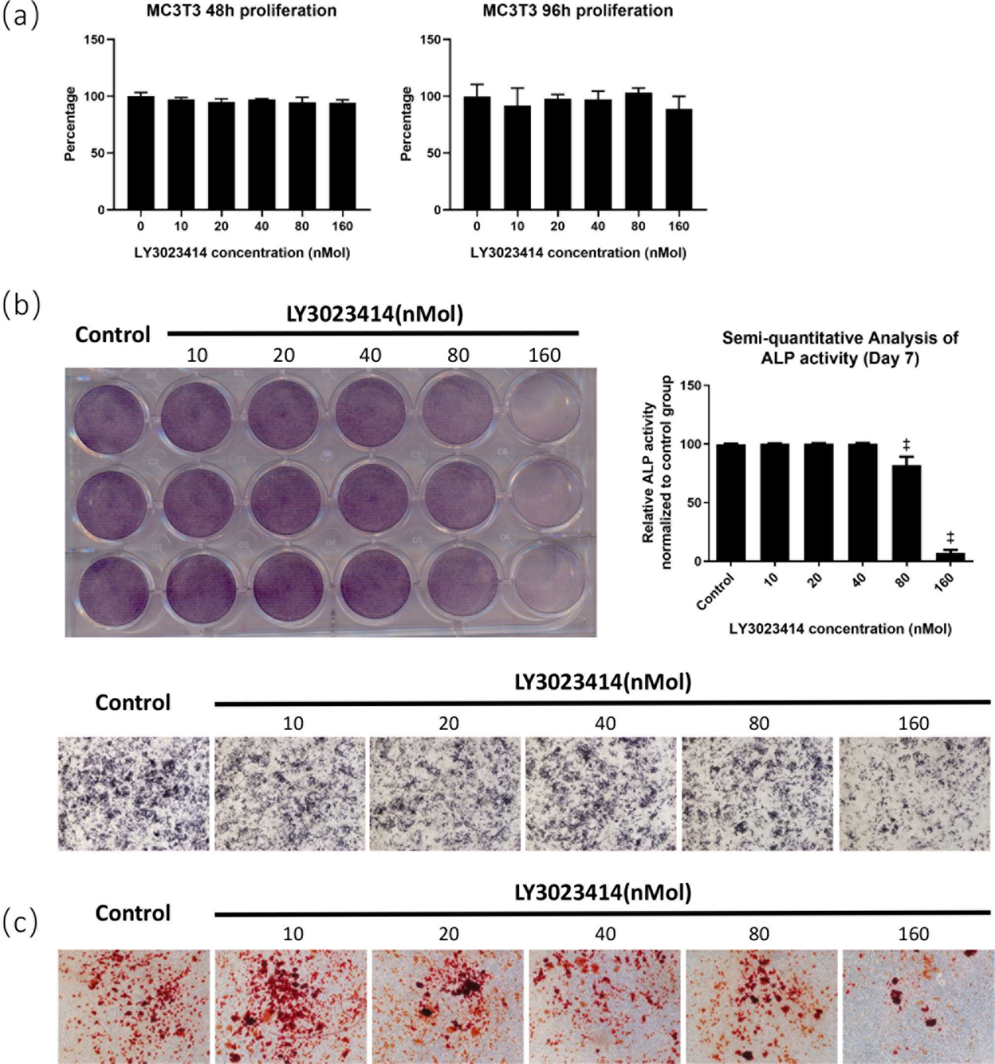 Fig. 5 
            LY3023414 inhibited osteoblast differentiation. a) LY3023414 demonstrated no toxicity to MC3T3-E1 cell line. b) Alkaline phosphatase (ALP) staining (100×) and semiquantitative analysis of MC3T3-E1 cell line after treatment with different concentrations of LY3023414 and osteogenic induction for seven days. High concentrations (80 nM and 160 nM) of LY3023414 restrained the early stage of osteogenesis. c) Alizarin Red (AR) staining (100×) of MC3T3-E1 cell line after treatment with different concentrations of LY3023414 and osteogenic induction for 21 days. High concentrations of LY3023414, especially the 160 nM group, restrained the late stage of calcification. *p < 0.05, †p < 0.01, ‡p < 0.001.
          