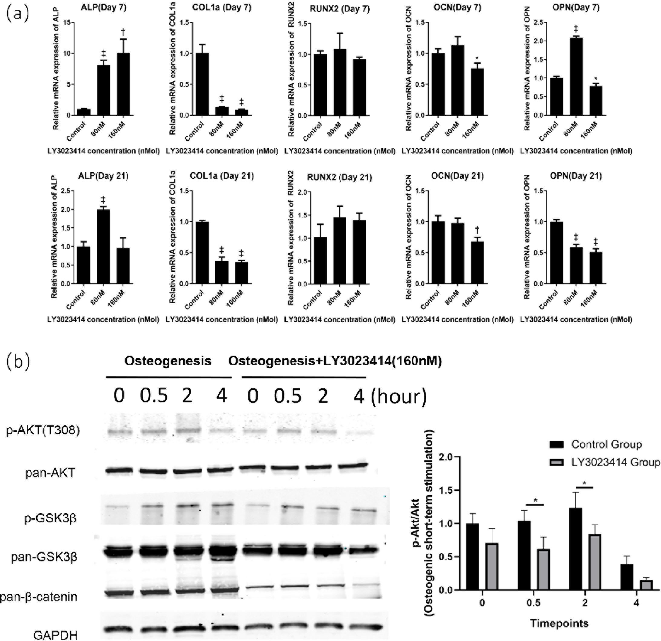 Fig. 6 
            LY3023414 inhibited osteoblast differentiation through the PI3K/Akt/GSK3β/β-catenin signalling pathway. a) Relative messenger RNA (mRNA) expression of osteoblast-specific genes after LY3023414 treatment and osteogenic induction for seven (above) or 21 days (below). b) The protein expression level of short-term stimulation by osteogenic induction solution with or without 160 nM LY3023414. LY3023414 suppressed the phosphorylation of Akt by inhibiting the activation of Akt. Then the phosphorylated Akt suppressed the inactivation of GSK3β. The phosphorylation of GSK3β suppressed β-catenin. *p < 0.05, †p < 0.01, ‡p < 0.001. ALP, alkaline phosphatase; AKT, protein kinase B; Col1a1, collagen type I alpha 1 chain; GAPDH, glyceraldehyde-3-phosphate dehydrogenase; GSK3β, glycogen synthase kinase 3 beta; OCN, bone gamma-carboxyglutamate protein; OPN, secreted phosphoprotein 1; RUNX2, RUNX family transcription factor 2.
          