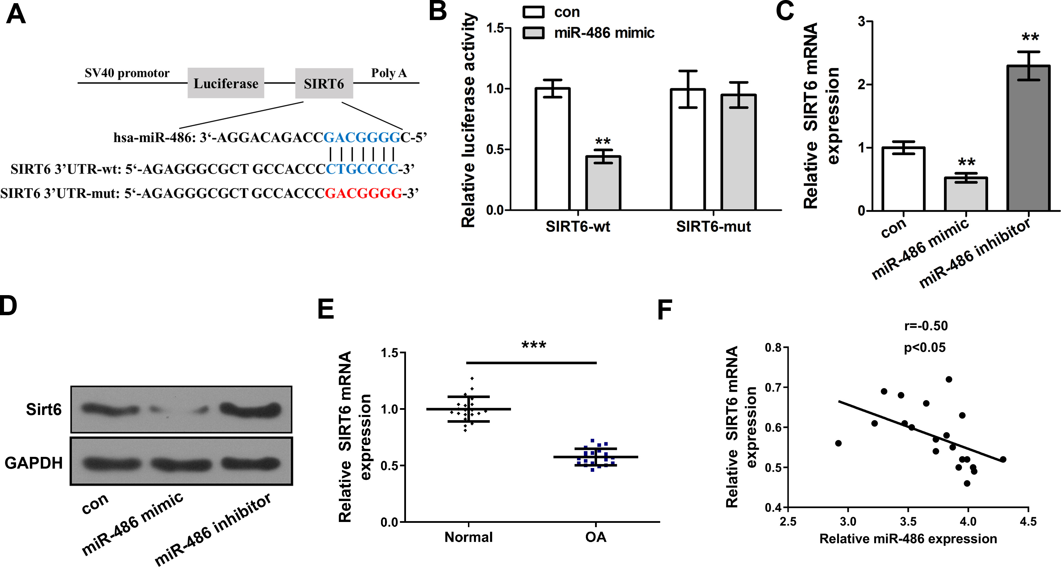 Fig. 3 
            Silencing information regulator 6 (SIRT6) as a microRNA 486 (miR-486) target gene binding site. a) Schematic representation of miR-486 predicted binding sites in the three prime untranslated region (3'-UTR) of SIRT6. b) Determination of the luciferase activity of SW1353 cells by luciferase assay. c) and d) Detection of the messenger RNA (mRNA) and protein expression levels of SIRT6 after transfection of SW1353 cells with miR-486 mimic, miR-486 inhibitor, or its negative control by quantitative real-time polymerase chain reaction (qRT-PCR) and western blot. e) Determination of the mRNA expression of SIRT6 in cartilage from subjects with severe OA and osteonecrosis tissue by qRT-PCR. f) Correlation analysis of SIRT6 and miR-486 expression in human osteonecrosis tissue and cartilage from subjects with severe OA. Compared with the control group, **p < 0.05, ***p < 0.001, independent-samples t-test. con, control; GAPDH, glyceraldehyde 3-phosphate dehydrogenase; mut, mutant; wt, wild type. hsa-miR-486, homo sapiens miR-486.
          