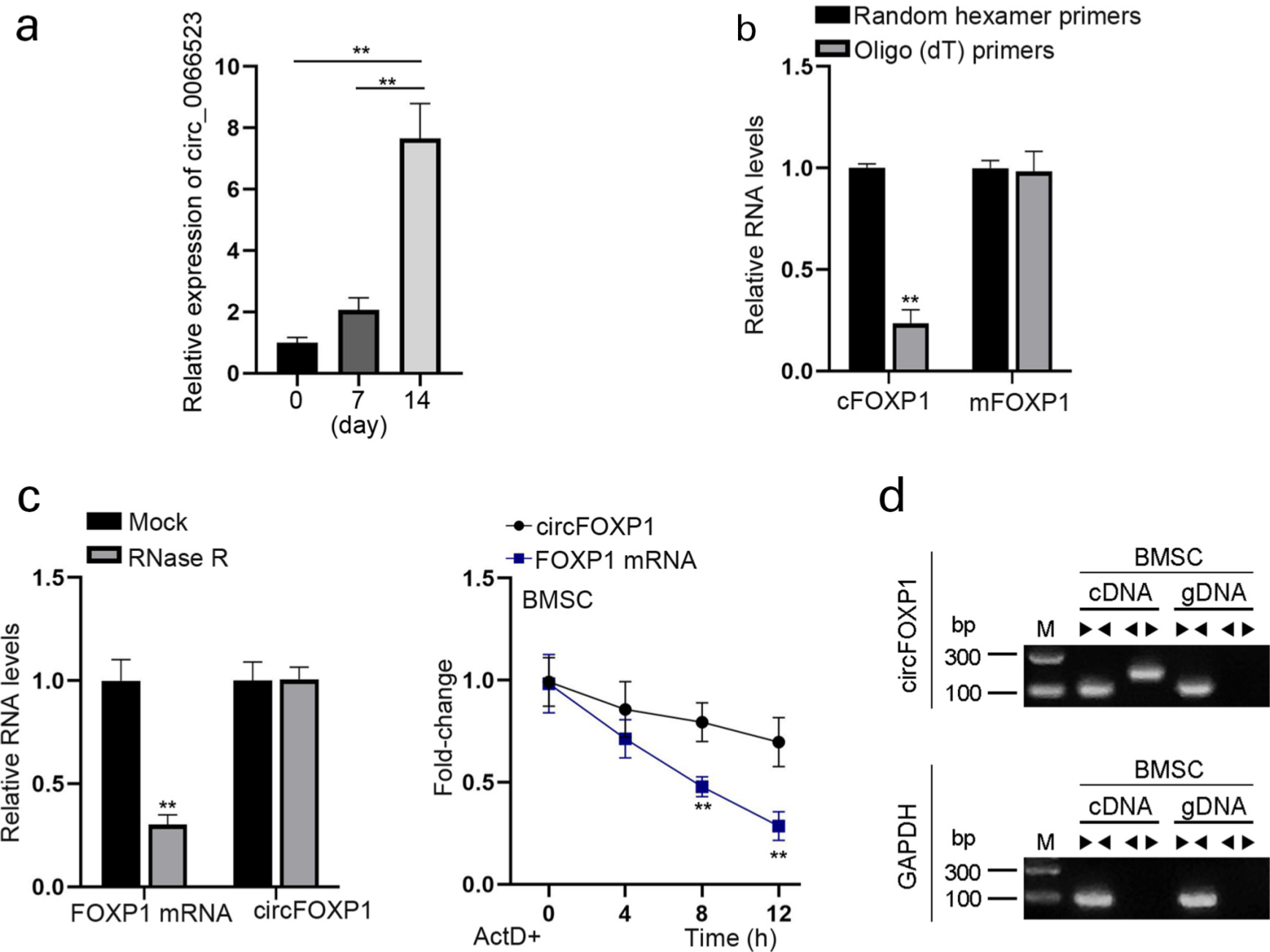 Fig. 1 
            Circ_0066523 is overexpressed in the osteoblast differentiation induction process of bone mesenchymal stem cells (BMSCs). a) The expression of circ_0066523 was evaluated by quantitative real-time polymerase chain reaction (qRT-PCR) in BMSCs treated with osteogenic differentiation medium for zero, seven, and 14 days. b) qRT-PCR assay measured the level of circFOXP1 (circ_0066523) and FOXP1 messenger RNA (mRNA) amplified by the primers of random hexamer or oligo (dT). c) qRT-PCR evaluated the levels of circ_0066523 and FOXP1 mRNA after RNase R or ActD treatment. d) Agarose gel electrophoresis analyzed the complementary DNA (cDNA) or genomic DNA (gDNA) products amplified by divergent or convergent primers. Lane 1 was added with the marker, Lane 2 was polymerase chain reaction (PCR) product amplified by convergent primers in cDNA, Lane 3 was PCR product amplified by divergent primers in cDNA, Lane 4 was PCR product amplified by convergent primers in gDNA, and Lane 5 was PCR product amplified by divergent primers in gDNA. **p < 0.01. cFOXP1, circFOXP1; GAPDH, glyceraldehyde-3-phosphate dehydrogenase; mFOXP1, FOXP1 messenger RNA.
          