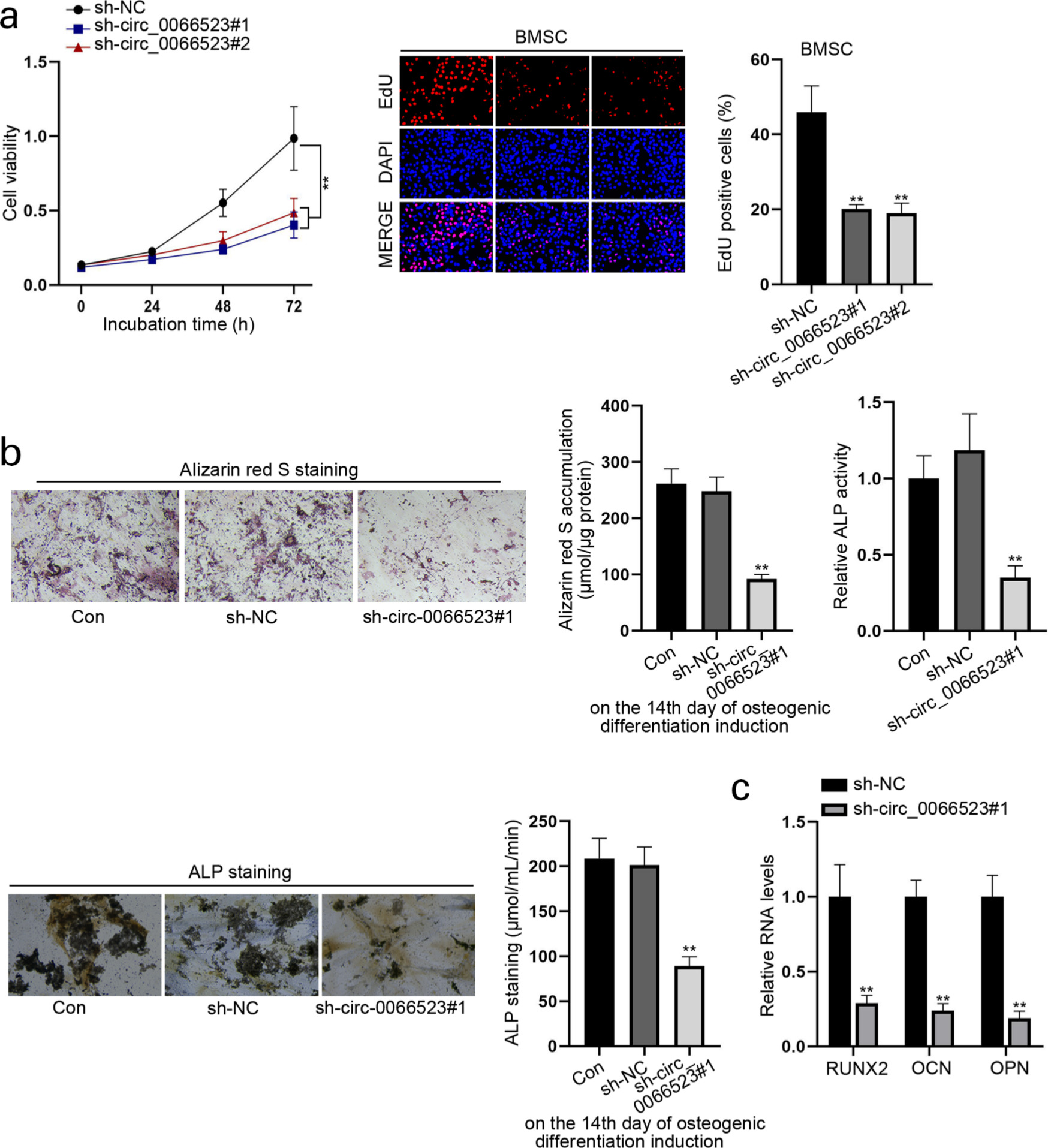 Fig. 2 
            Circ_0066523 knockdown hampers the proliferation and osteogenic differentiation of bone mesenchymal stem cells (BMSCs). a) Cell Counting Kit 8 (CCK8) and 5-ethynyl-2’-deoxyuridine (EdU) assays were performed for exploring BMSC proliferation after silencing of circ_0066523 (magnification 100×). b) After 14 days, osteogenic differentiation induction, Alizarin Red S staining, alkaline phosphatase (ALP) activity detection, and ALP staining were conducted in indicated BMSCs (magnification 200×). c) The levels of runt-related transcription factor 2 (RUNX2), osteopontin (OPN), and osteocalcin (OCN) were detected by quantitative real-time polymerase chain reaction (qRT-PCR) in BMSCs under different conditions. **p < 0.01. Con, control; DAPI, 4′,6-diamidino-2-phenylindole; sh-NC, negative control short hairpin RNA.
          