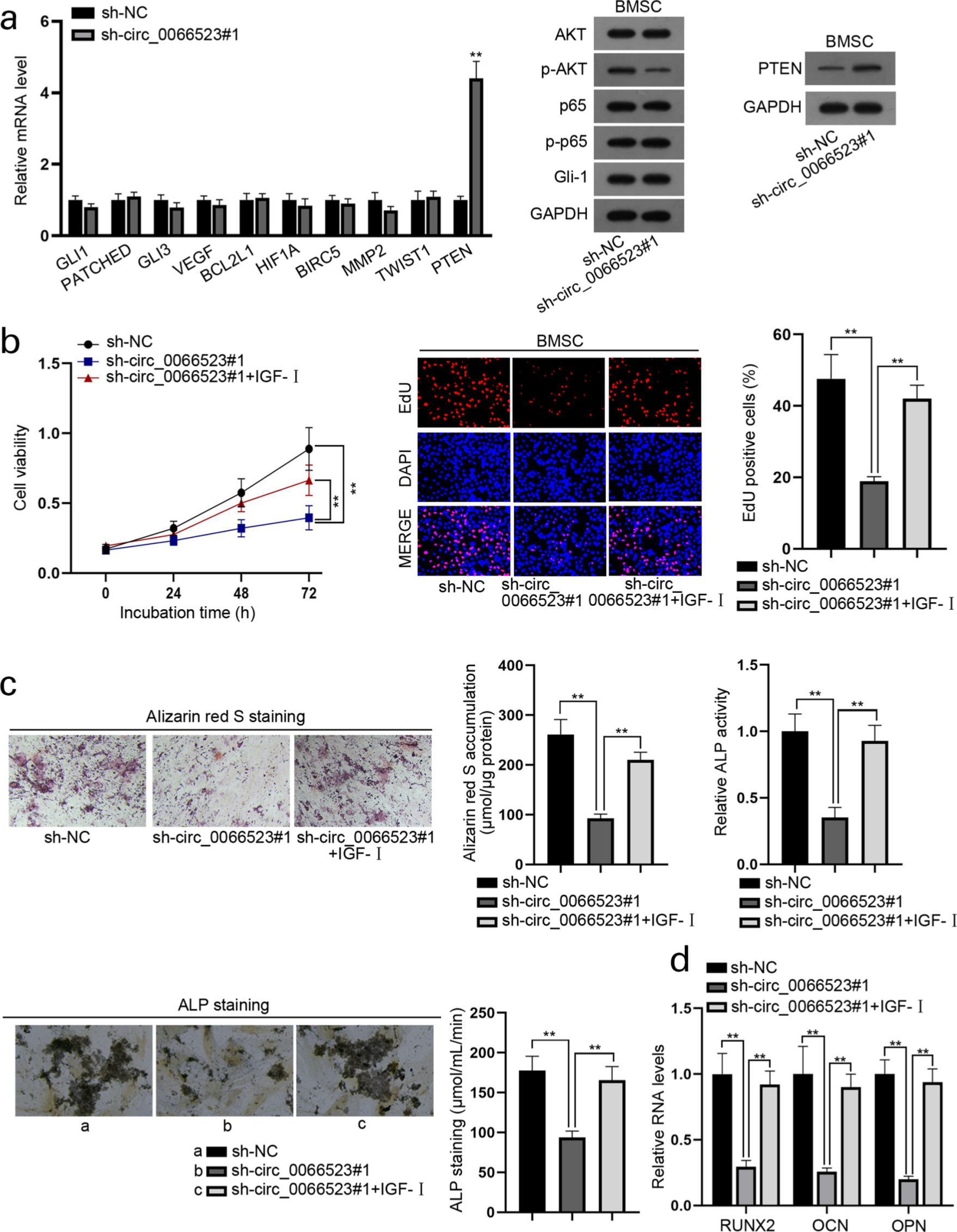 Fig. 3 
            The phosphatidylinositol-4,5-bisphosphate 3-kinase / AKT serine/threonine kinase 1 (PI3K/AKT) pathway mediates the regulation of circ_0066523 on bone mesenchymal stem cells (BMSCs). a) Quantitative real-time polymerase chain reaction (qRT-PCR) and western blot analyzed the expression level of genes related to Hedgehog, nuclear factor kappa-light-chain-enhancer of activated B cells (NF-κB), and PI3K/AKT pathways in BMSCs after the silencing of circ_0066523. b) Cell Counting Kit 8 (CCK8) and 5-ethynyl-2’-deoxyuridine (EdU) assays were performed to study the proliferation of transfected BMSCs (magnification 100×). c) Alizarin Red S staining, alkaline phosphatase (ALP) activity detection, and ALP staining examined changes in the differentiation of BMSCs under diverse conditions (magnification 200×). d) qRT-PCR analyzed the expression of runt-related transcription factor 2 (RUNX2), osteopontin (OPN), and osteocalcin (OCN) in indicated BMSCs. **p < 0.01. DAPI, 4′,6-diamidino-2-phenylindole; Gli-1, GLI family zinc finger 1; IGF-I, insulin-like growth factor 1; MMP, matrix metalloproteinase; mRNA, messenger RNA; PTEN, phosphatase and tensin homolog; sh-NC, negative control short hairpin RNA; VEGF, vascular endothelial growth factor.
          