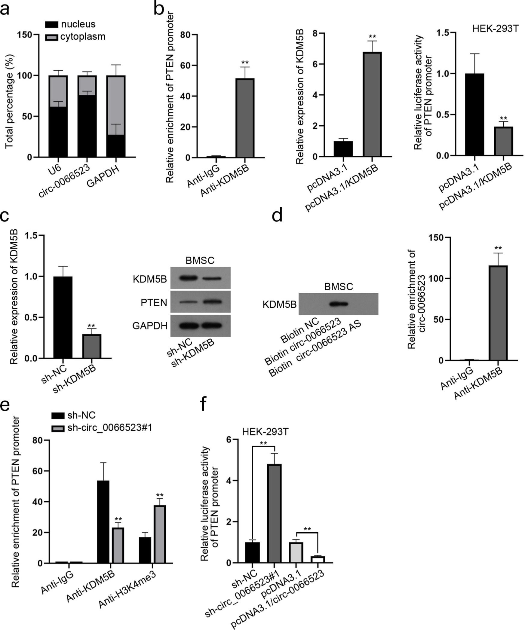 Fig. 4 
            Circ_0066523 recruits lysine demethylase 5B (KDM5B) to epigenetically repress the transcription of phosphatase and tensin homolog (PTEN). a) The distribution of circ_0066523 in bone mesenchymal stem cells (BMSCs) was detected by the subcellular fractionation assay. b) Chromatin immunoprecipitation (ChIP) assay testified the binding affinity between KDM5B and PTEN promoter; quantitative real-time polymerase chain reaction (qRT-PCR) tested the overexpression efficiency of plasmid complementary DNA 3.1 (pcDNA3.1)/KDM5B; luciferase reporter assay measured the luciferase activity of PTEN promoter in HEK-293T cells after KDM5B overexpression. c) qRT-PCR detected KDM5B messenger RNA (mRNA) expression, and western blot tested the protein levels of KDM5B and PTEN in BMSCs after sh-KDM5B transfection. d) RNA pull down and RIP assays determined the binding between KDM5B and circ_0066523 in BMSCs. e) ChIP assay explored the effects of circ_0066523 silencing on the occupancy of PTEN promoter by KDM5B and H3K4me3. f) Luciferase reporter assay was carried out in HEK-293T cells when circ_0066523 was silenced or overexpressed. **p < 0.01. GAPDH, glyceraldehyde-3-phosphate dehydrogenase; IgG, immunoglobulin G.
          