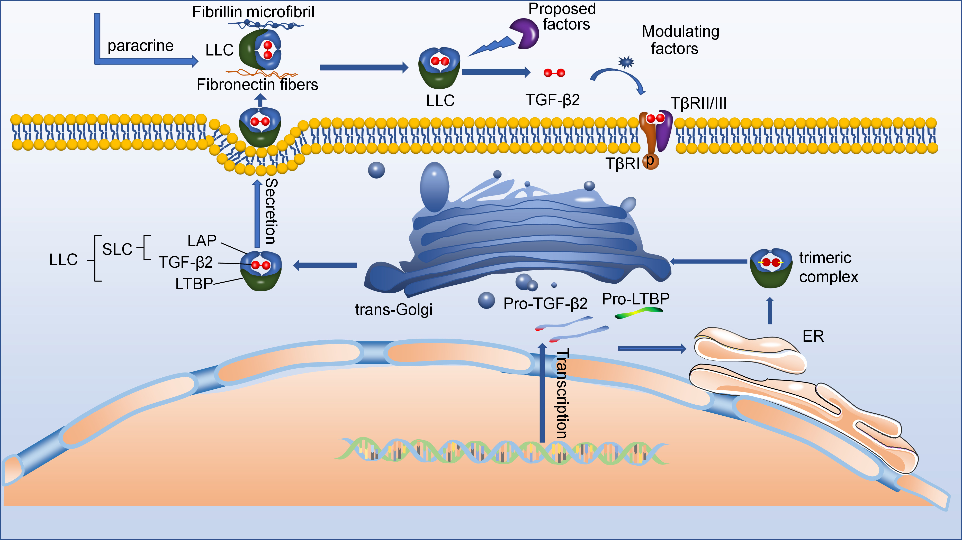 Fig. 1 
            The schematic diagram showing active transforming growth factor-beta2 (TGF-β2) secretion. Starting at the bottom right: New synthetic pro-TGF-β2 forms dimer/trimeric complexes in the endoplasmic reticulum (ER) with the help of latent TGF-β2-binding protein (LTBP). These dimer/trimeric complexes are then further processed in the trans-Golgi network to form large latent complexes (LLCs). After they are secreted, the LLC may bind to various fibres in the extracellular matrix (ECM) with the help of LTBP. Eventually, the LLC is activated by a number of ECM factors, resulting in the formation of active TGF-β2. LAP, latency-associated peptide.
          