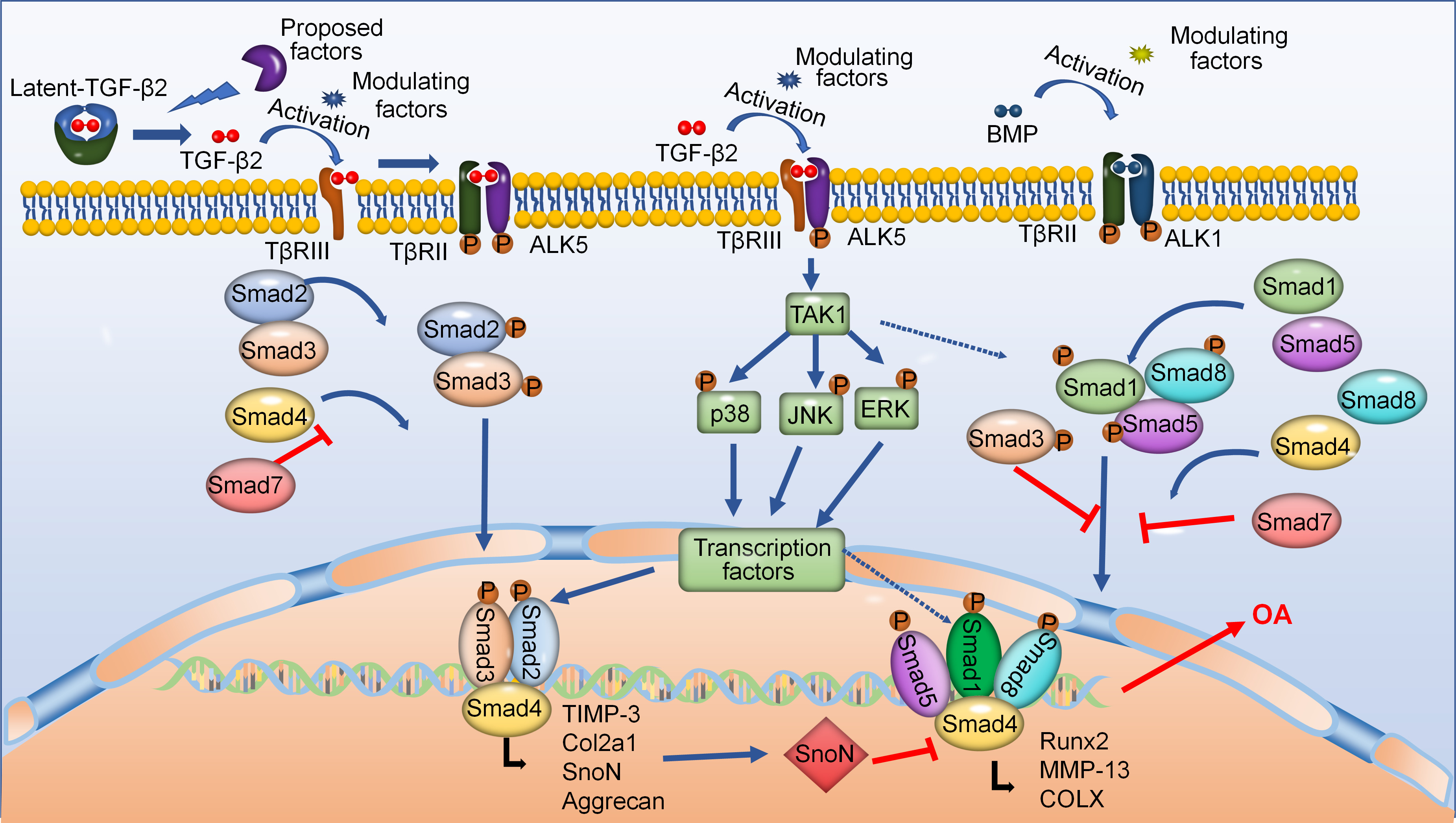 Fig. 2 
            Transforming growth factor-beta2 (TGF-β2) regulates cartilage homeostasis and disease progression via its canonical Smad-dependent and noncanonical mitogen-activated protein kinases (MAPK) signalling pathways. During the initiation of the canonical Smad-dependent signalling pathway, active TGF-β2 is binded to its receptors, then activates downstream Smad-dependent signalling pathway to regulate homeostasis of chondrocytes. Moreover, TGF-β2 signals can also transmit to noncanonical TGF-β-activated kinase1 (TAK1)-mediated pathways. Additionally, TGF-β2 signals are involved in bone morphogenetic protein (BMP) signalling pathways. ALK1, activin receptor-like kinase; Col2a1, collagen, type II, alpha 1; COLX, collagen type x; MMP-13, matrix metalloproteinase-13; OA, osteoarthritis; TβR, transforming growth beta receptor; TIMP-3, tissue inhibitor of metalloproteinase 3.
          