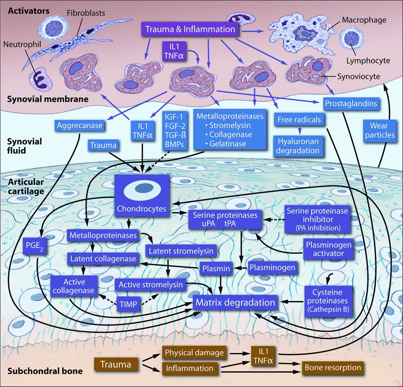 Fig. 2 
          Diagram showing the factors involved
in enzymatic degradation of articular cartilage matrix, Dotted lines
indicate factors that may inhibit degradation (IL1, interleukin-1;
TNFα, tumour necrosis factor-α; IGF-1, insulin-like growth factor-1;
FGF-2, fibroblast growth factor-2; TGF-β, transforming growth factor-β;
BMPs, bone morphogenetic proteins; PG, prostaglandin; PLA2,
phospholipase A2; uPA, urokinase plasminogen activator; tPA, tissue
plasminogen activator; PA, plasminogen activator; PGE2,
prostaglandin E(2); TIMP, tissue inhibitor of metalloproteinases)
(reproduced with permission from McIlwraith CW. Frank
Milne Lecture: from arthroscopy to gene therapy: 30 years of looking
in joints. Am Assoc Equine Pract 2005;51:65–113).
        