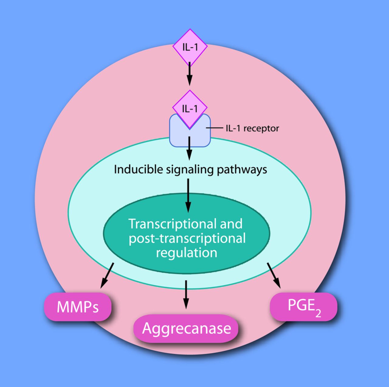 Fig. 3 
          Diagram of interleukin-1 (IL-1) activating
matrix metalloproteinases (MMPs), aggrecanase and prostaglandin
E2 (PGE2) release acting through IL-1 receptors on the
cell membrane (reproduced with permission from McIlwraith CW. Frank
Milne Lecture: from arthroscopy to gene therapy: 30 years of looking
in joints. Am Assoc Equine Pract 2005;51:65–113).
        