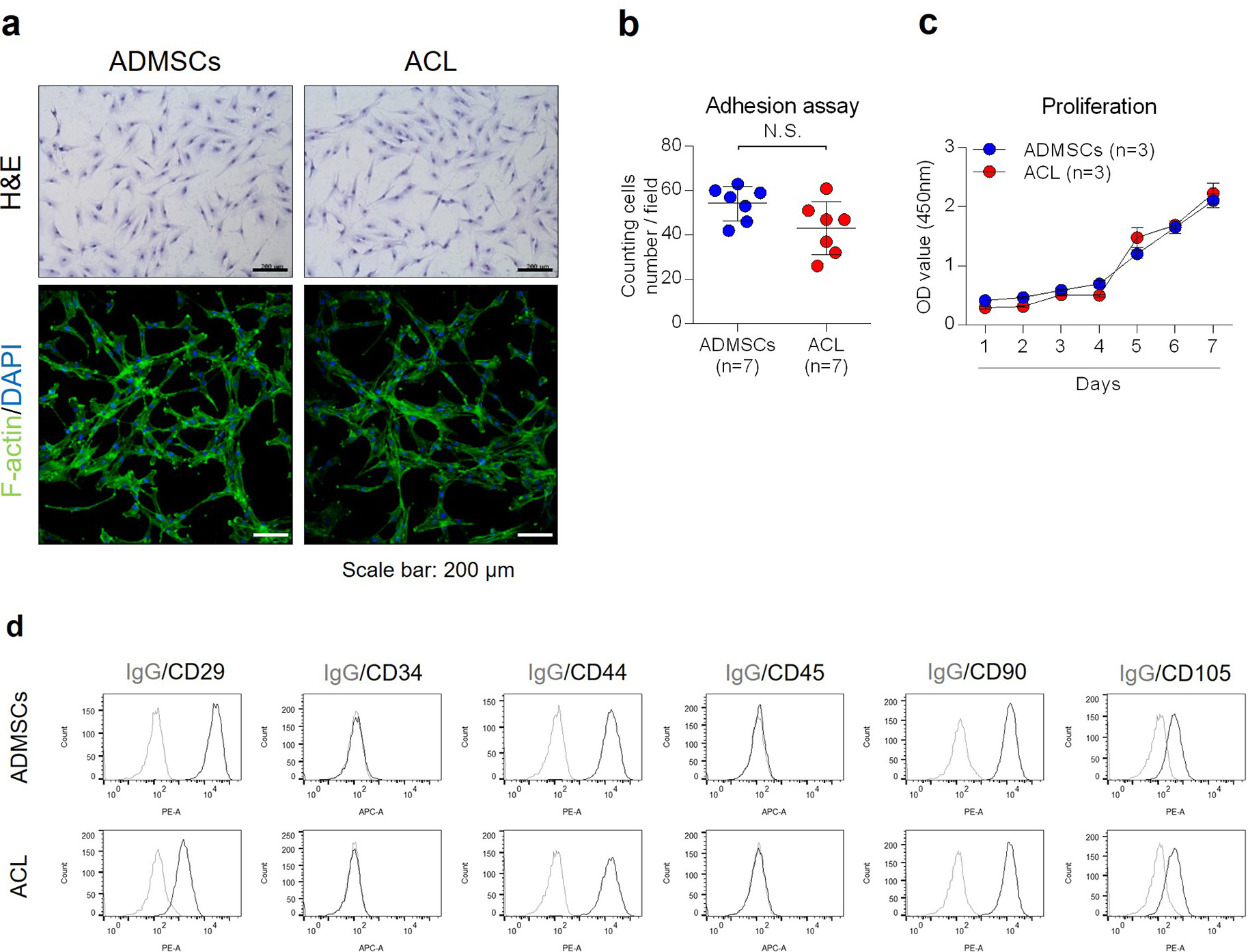 Fig. 1 
            a) Morphology of anterior cruciate ligament (ACL)-derived cells and adipose-derived mesenchymal stem cells (ADMSCs) was observed by Giemsa staining and F-actin staining. Scale bar 200 µm. b) ACL-derived cells and ADMSCs were incubated in a growth medium for a day, and the number of cells was counted for an adhesion assay (n = 6). c) ACL-derived cells and ADMSCs were incubated in a growth medium for the number of days indicated, and the cell proliferation rate was evaluated using a WST assay (n = 3). d) CD29, CD34, CD44, CD45, CD90, or CD105 expression of cell surface was analyzed by fluorescence-activated cell sorting (FACS). Data are presented as the mean and standard deviation. DAPI, 4′,6-diamidino-2-phenylindole; H&E, haematoxylin and eosin; IgG, immunoglobulin G; N.S., not significant; OD, optical density.
          