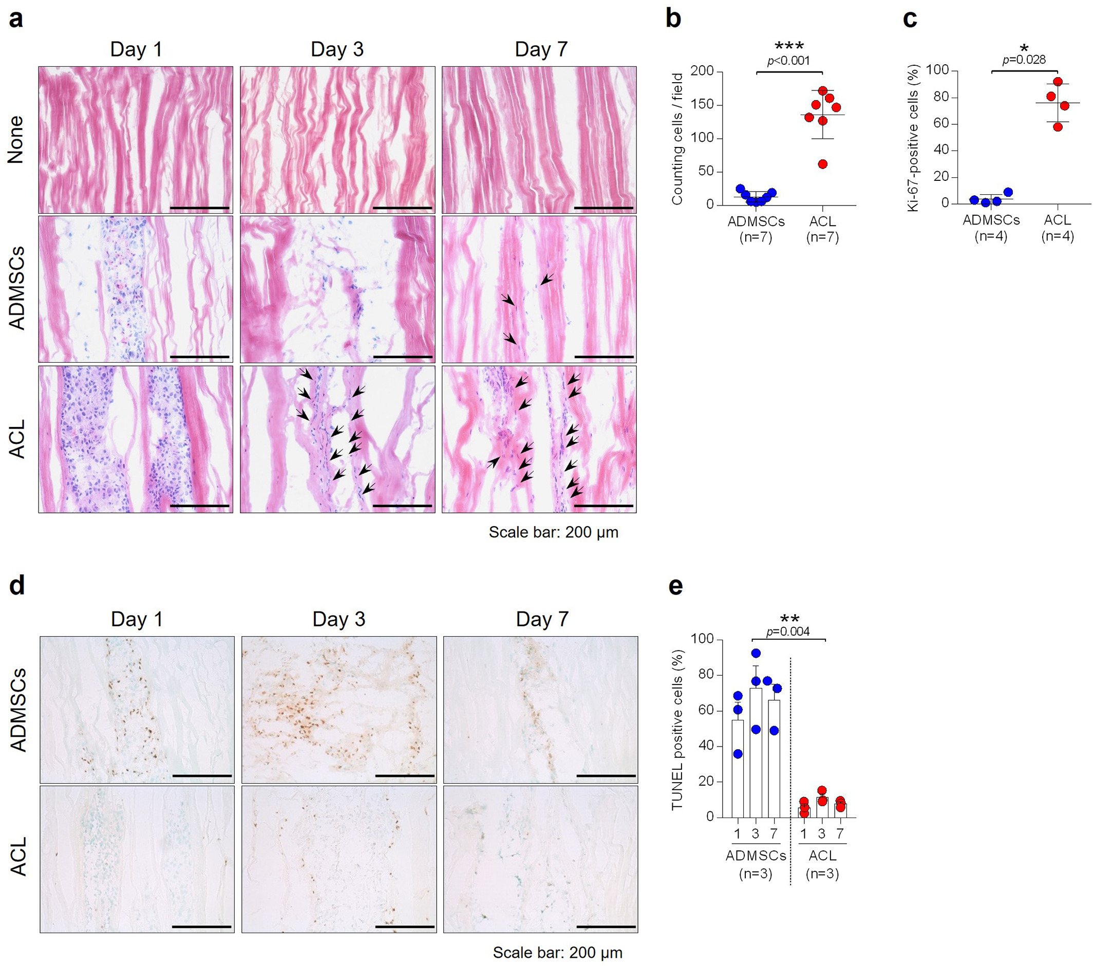 Fig. 2 
            a) Each specimen was analyzed by haematoxylin and eosin (H&E) staining. Magnification ×200, scale bar 200 µm. Black arrows indicate the elongated cells that integrated into the matrix of tendon allografts. b) The number of elongated cells that integrated into the matrix was counted (n = 7). c) Proliferative cells were stained by Ki-67 and counted (n = 4). d) Apoptotic cells within cell-injected tendon allografts were stained by terminal deoxynucleotidyl transferase dUTP nick end labelling (TUNEL) assay. Magnification ×200, scale bar 200 µm. e) Quantification of Figure 2d (n = 3). *p < 0.05; **p < 0.01; ***p < 0.001, Mann-Whitney U test and one-way analysis of variance. Data are presented as the mean and standard deviation. ACL, anterior cruciate ligament; ADMSC, adipose-derived mesenchymal stem cell.
          