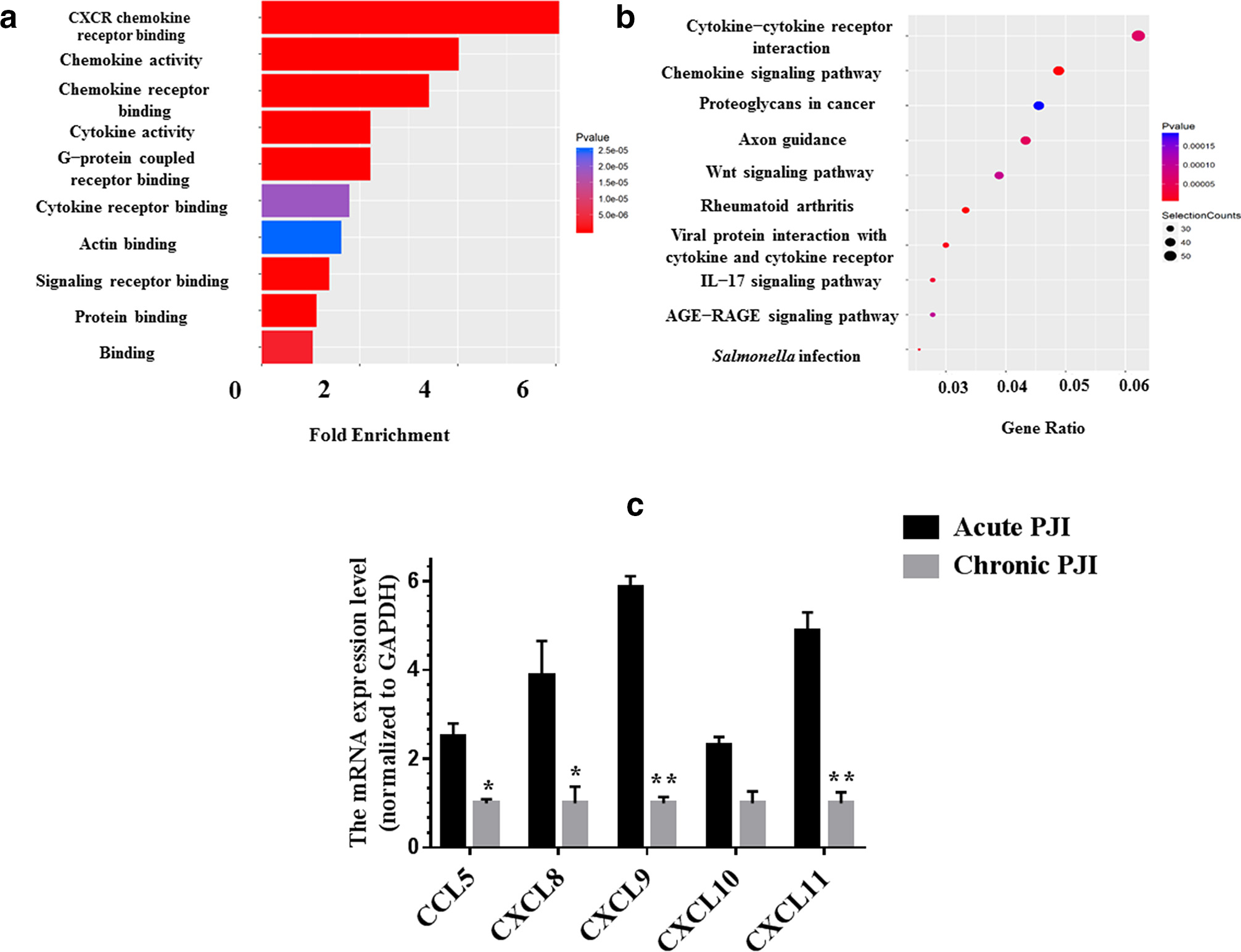 Fig. 5 
            a) Gene Ontology analysis and b) Kyoto Encyclopedia of Genes and Genomes pathway analysis of differentially expressed genes. c) Expression levels of chemokines in acute and chronic Staphylococcus aureus periprosthetic joint infection (PJI) bone tissues. *p < 0.05; **p < 0.01. CCL, C-C motif chemokine ligand; CXCL, C-X-C motif chemokine ligand; GAPDH, glyceraldehyde 3-phosphate dehydrogenase; IL, interleukin; mRNA, messenger RNA.
          