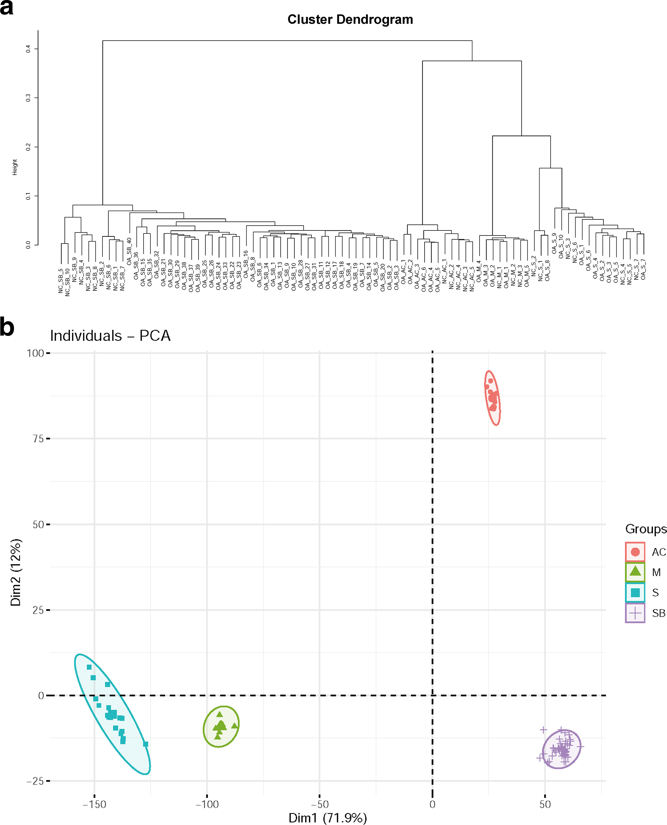 Fig. 1 
            Quality control of all transcriptional data. a) Cluster dendrogram and b) principal component analysis (PCA) of normal and osteoarthritis articular cartilage, meniscus, synovium, and subchondral bone. The red circle represents articular cartilage, the green triangle represents meniscus, the cyan square represents synovium, and the purple plus sign represents subchondral bone. AC, articular cartilage; M, meniscus; NC, negative control; S, synovium; SB, subchondral bone.
          