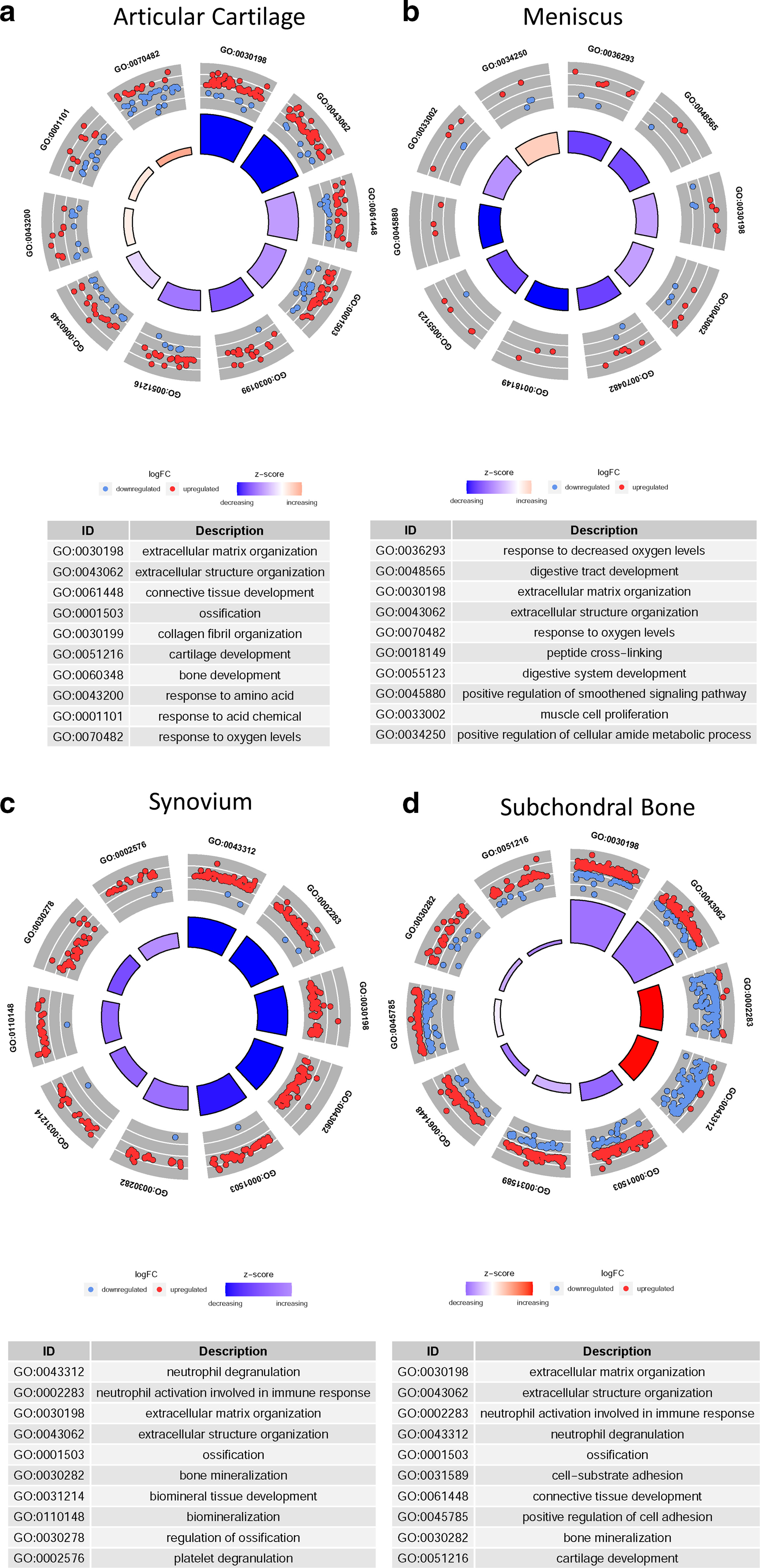 Fig. 3 
            Gene enrichment of biological process in a) articular cartilage, b) meniscus, c) synovium, and d) subchondral bone. The outer layer is marked with the IDs of Gene Ontology (GO). The red and blue dots in the middle layer represent upregulated and downregulated genes, respectively. The sector in the inner layer represents z-score, which indicates the significance of gene enrichment. The following table shows the specific GO ID description.
          