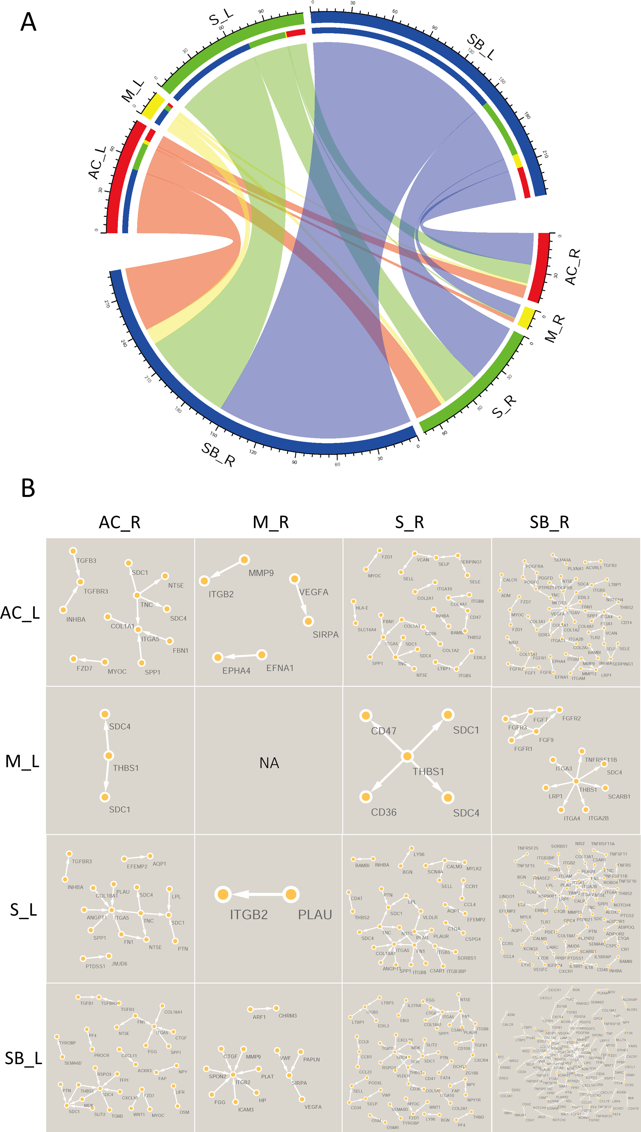 Fig. 4 
            Ligand-receptor pairings in different tissues. a) Statistics of ligand-receptor pairing in each tissue. Red represents articular cartilage (AC), yellow represents meniscus (M), green represents synovium (S), and blue represents subchondral bone (SB). b) Network of ligand and receptor interactions in four tissues. L, ligand; R, receptor; N/A, not applicable.
          