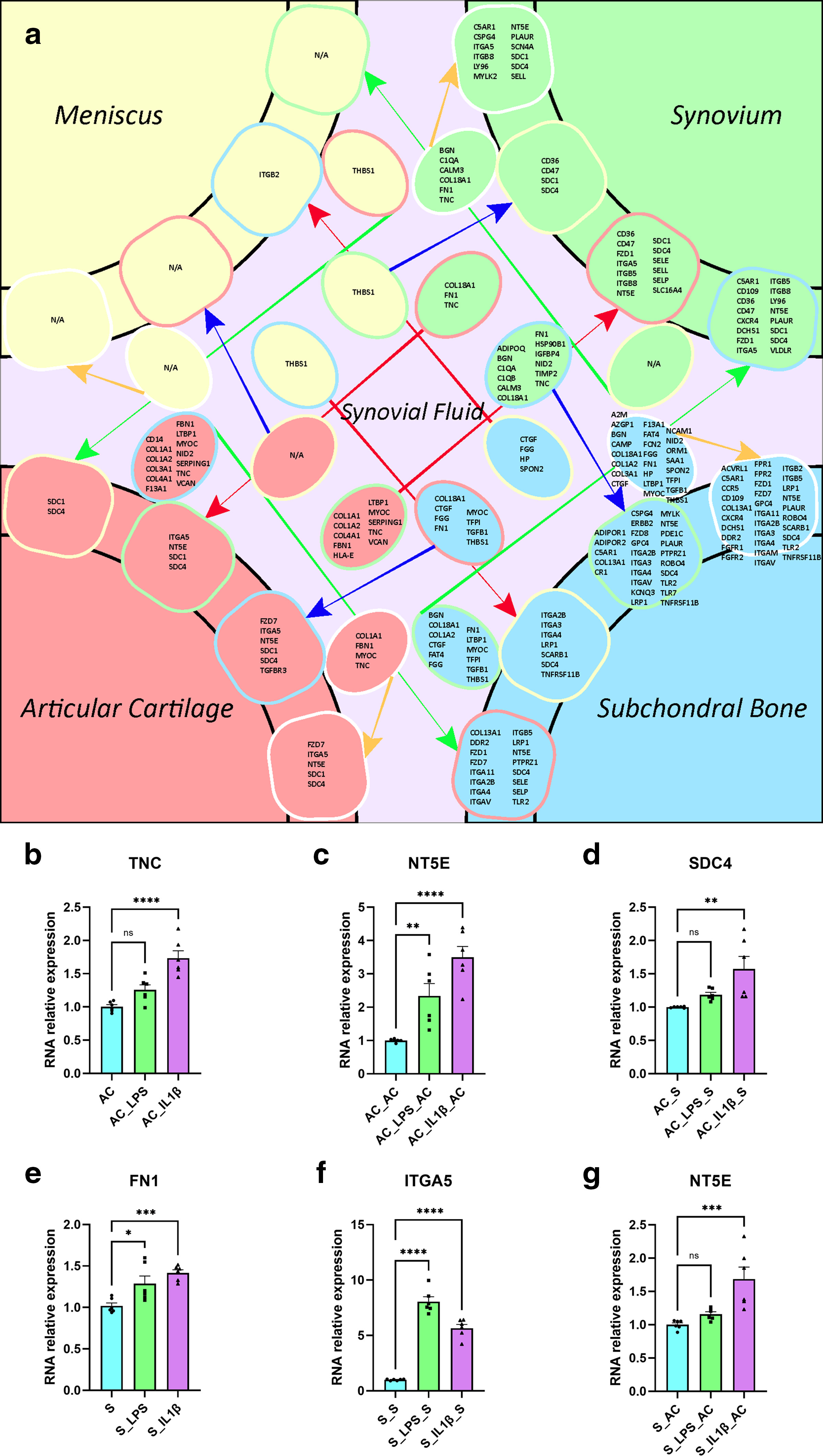 Fig. 5 
            Potential molecular crosstalk within and between tissues through synovial fluid. a) Crosstalk atlas of the whole joint during osteoarthritis (OA). Ellipses represent ligands and squares represent receptors. N/A, not applicable. b) and e) Relative expression of tenascin-C (TNC) in chondrocytes and fibronectin 1 (FN1) in synovial cells after lipopolysaccharide (LPS) and interleukin (IL)-1β stimulation. c) and d) Relative expression of NT5E in chondrocytes and SDC4 in synovial cells after co-culture of LPS and IL-1β stimulated chondrocytes. f) and g) Relative expression of ITGA5 in synovial cells and NT5E in chondrocytes after co-culture of LPS and IL-1β stimulated synovial cells. Data are presented as the mean (standard error of the mean (SEM)). *Statistical significance; ns, no statistical significance. AC, articular cartilage; M, meniscus; N/A, not applicable; S, synovium; SB, subchondral bone.
          