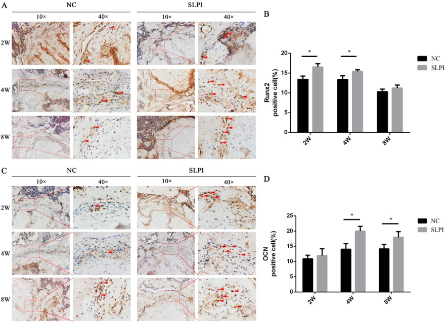 Fig. 5 
            a) The expression of runt-related transcription factor 2 (Runx2) at the tendon-bone interface at two, four, and eight weeks in each of the two groups (n = 4) using 3, 3 -diaminobenzidine (DAB) staining, and b) the proportion of Runx2-positive cells quantified at a magnification of ×400. Results are presented as mean and standard deviation (SD). *p < 0.05. c) Expression of osteocalcin (OCN) at the tendon-bone junction at two, four, and eight weeks in each of the two groups (n = 4). d) The proportion of OCN-positive cells was quantified at a magnification of ×400. Results are presented as mean and SD. *p < 0.05. NC, negative control; SLPI, secretory leucocyte protease inhibitor.
          