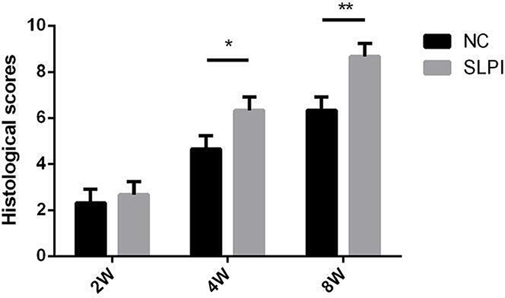 Fig. 7 
            Mean histological scores (standard deviations) of the tendon-bone interface in the study group (SLPI, secretory leucocyte protease inhibitor) and the control group (NC, negative control) at two, four, and eight weeks after operation (n = 4). *p < 0.05; **p < 0.01.
          