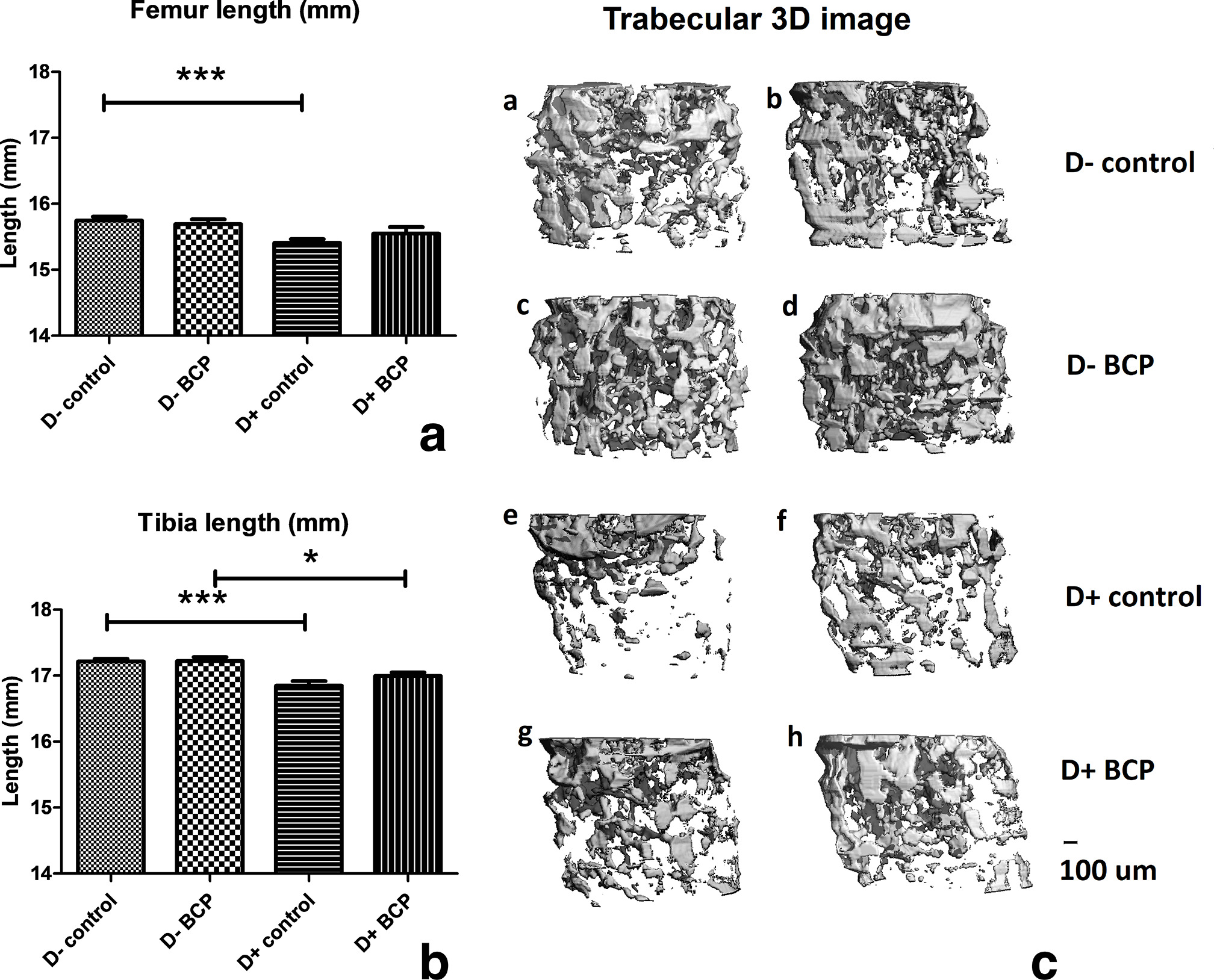 Fig. 2 
            Relative length of tibia and femur bones and 3D image reconstruction of trabecular bone in the femur. Mice were fed a vitamin D (VD)-sufficient or VD-deficient diet and received either control or ß-caryophyllene (BCP) treatment, as described in the legend to Figure 1. a) Femur length (mm). Control groups: *p < 0.001. b) Tibia length (mm). Control groups: *p < 0.001; BCP groups: *p < 0.050. a) and b) show a statistically significant shortening of tibia and femur in mice fed a vitamin D-deficient diet. c) 3D image reconstruction of trabecular bone from 100 micro-CT slices each of femur bones from the various groups of mice. Two samples are shown in each treatment group.
          