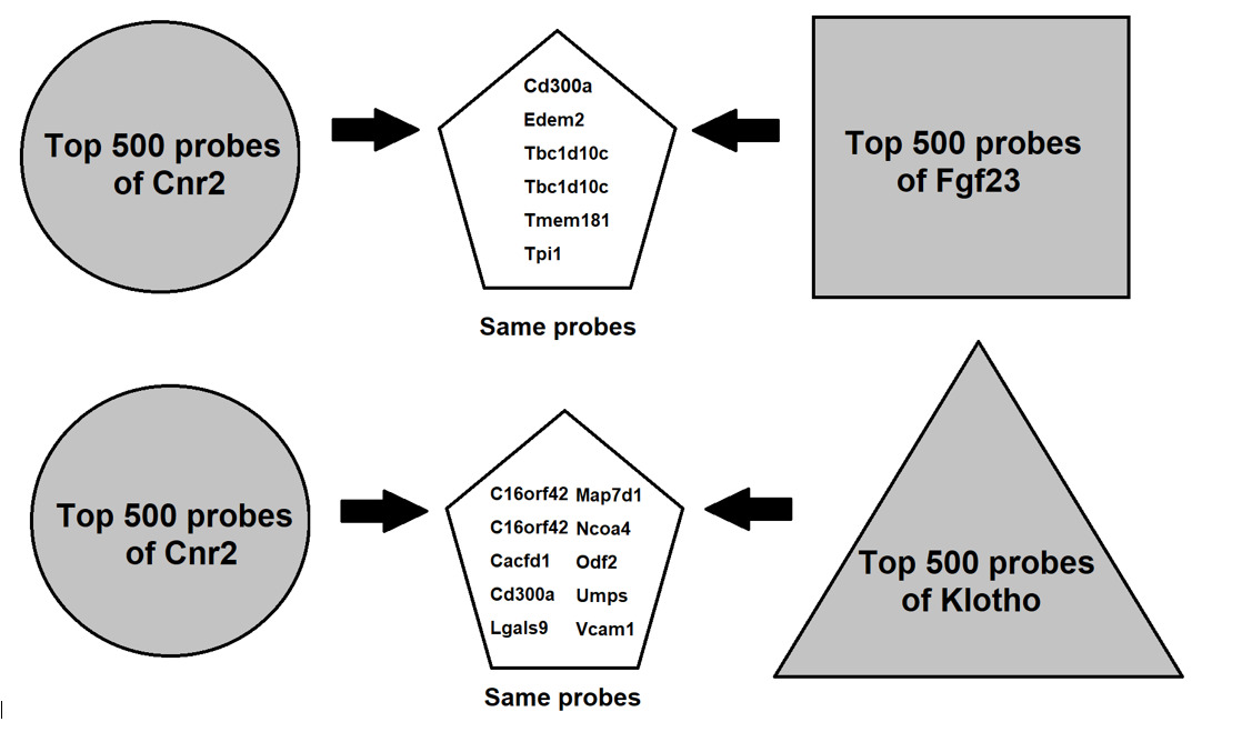 Fig. 6 
            Comparisons between cannabinoid type 2 receptor (Cnr2), fibroblast growth factor 23 (Fgf23), and klotho in top 500 probes.
          