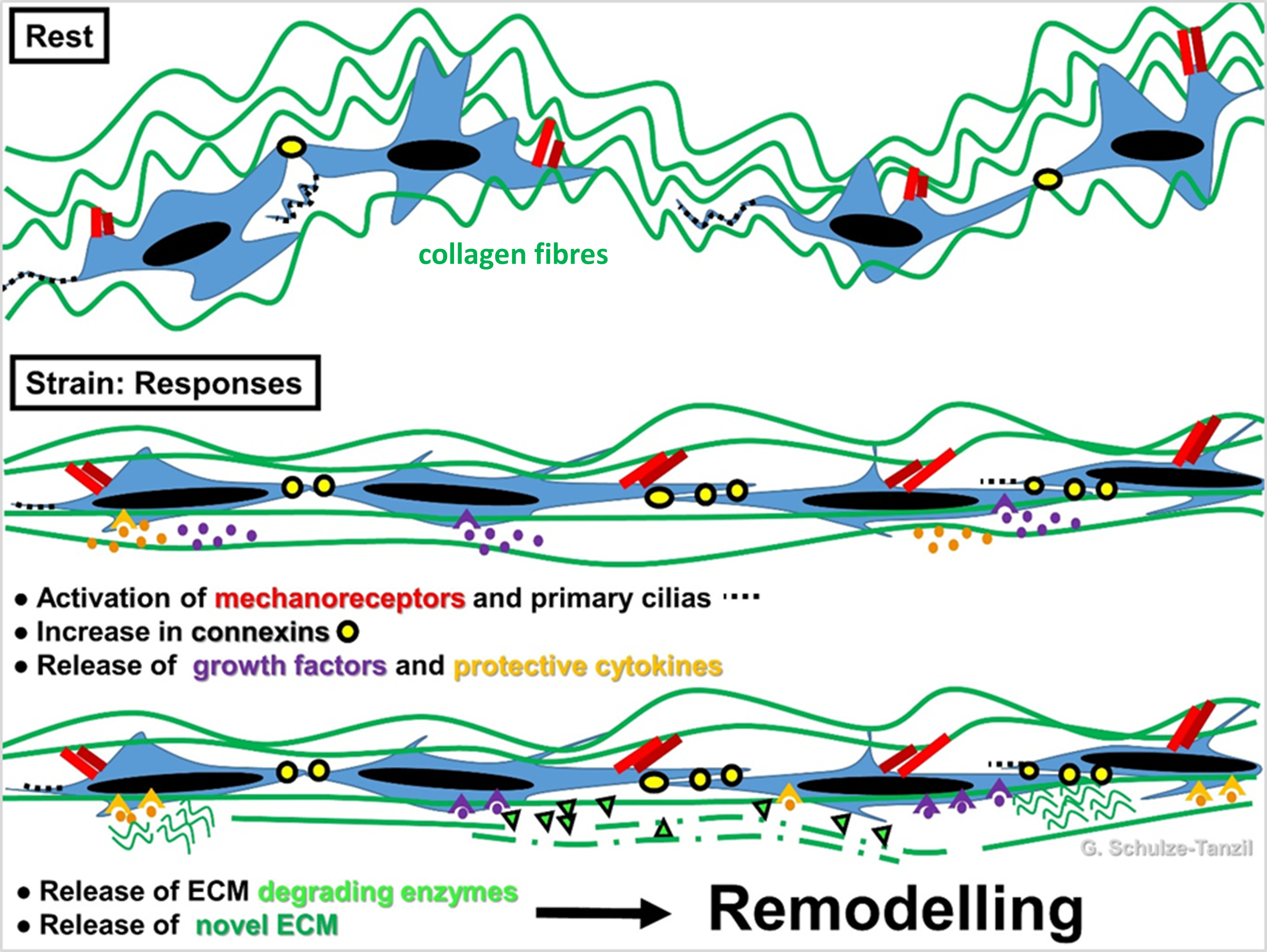 Fig. 4 
            Scheme of tenocyte mechanoresponse. Stretching at a physiological level leads to activation of mechanoreceptor and primary cilias. Crimping of the collagen fibre bundles disappears (in biomechanical measurement: toe region of a stress-stain curve). Connexin expression is elevated and hence, cell–cell signalling via gap junctions is also elevated. Protective cytokines and anabolic growth factors are released followed by de novo extracellular matrix (ECM) synthesis and ECM-degrading enzyme release, which mediate reorganization of ECM by a remodelling process to adapt the ECM biomechanics according to the stretch direction. The image was created by G. G. Schulze-Tanzil using Krita 4.1.7 (Krita Foundation, The Netherlands).
          