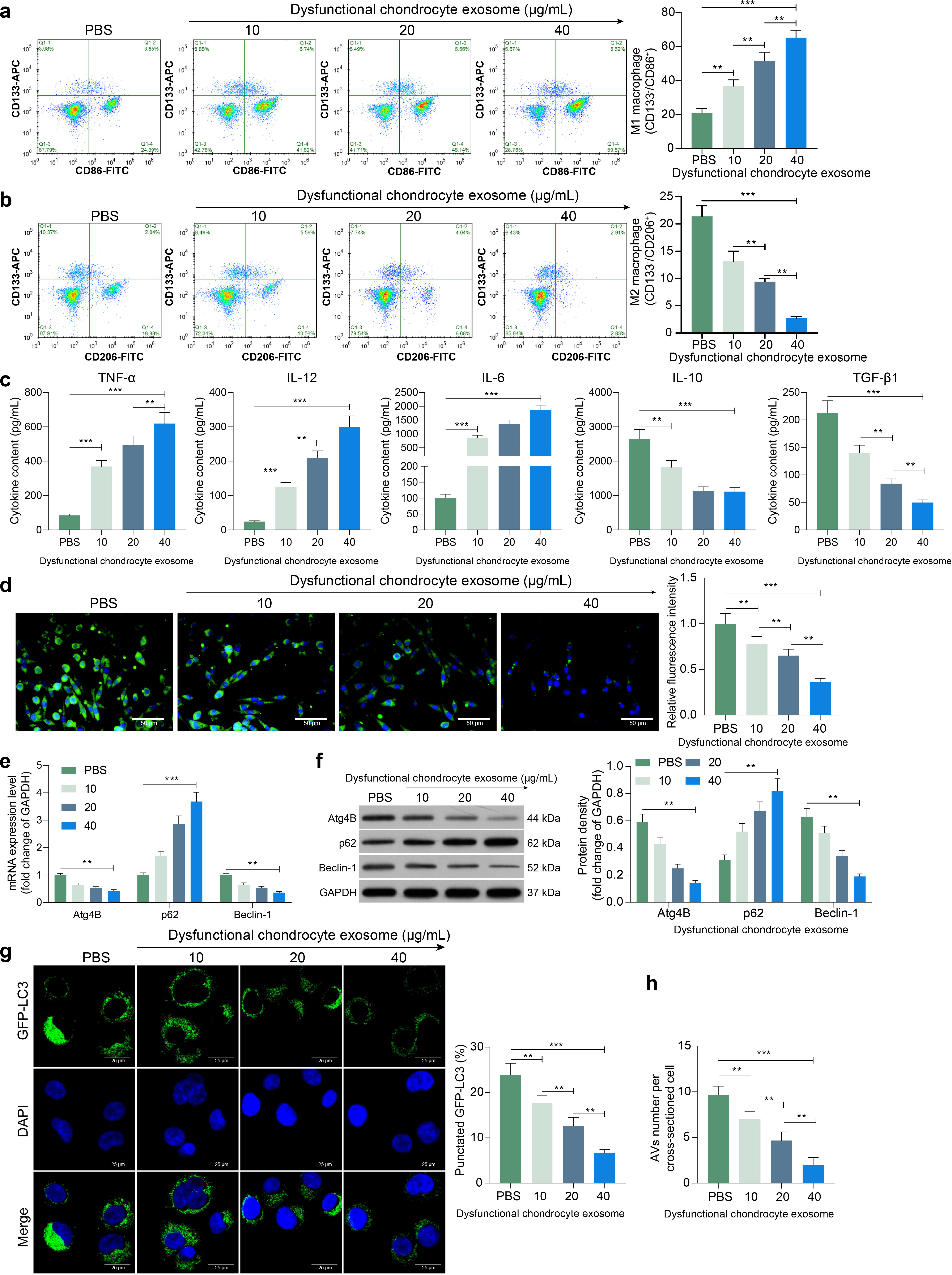 Fig. 1 
            Dysfunctional chondrocyte-derived exosomes (DC-exo) promote M1-type polarization of macrophages. a) Flow cytometry detection of macrophage M1 polarization (CD133-/CD86+) and b) M2 polarization (CD133-/CD206+). c) Enzyme-linked immunosorbent assay for the detection of inflammatory factors tumour necrosis factor alpha (TNF-α), interleukin (IL)-12, IL-6, transforming growth factor beta (TGF-β), and IL-10 produced by macrophage culture. d) Changes in autophagy levels in macrophages evaluated by monodansylcadaverine staining. e) Reverse transcription-quantitative polymerase chain reaction and f) western blot detection of messenger RNA (mRNA) and protein expression of autophagy-related factors Atg4B, p62, and Beclin-1 in macrophages. g) Proportion of cells with LC3-positive granules in macrophages by fluorescence detection. h) transmission electron microscopy (TEM) observation of the formation of autophagic vesicles in macrophages. The results are representative of three independent experiments. All data are represented as mean and standard deviation, and analyzed using one-way or two-way analysis of variance with Tukey’s post-test. **p < 0.01, ***p < 0.001. AV, autophagic vesicles; DAPI, 4′,6-diamidino-2-phenylindole; GAPDH, glyceraldehyde-3-phosphate dehydrogenase; GFP-LC3, green fluorescent protein-microtubule associated protein 1 light chain 3; PBS, phosphate-buffered saline.
          