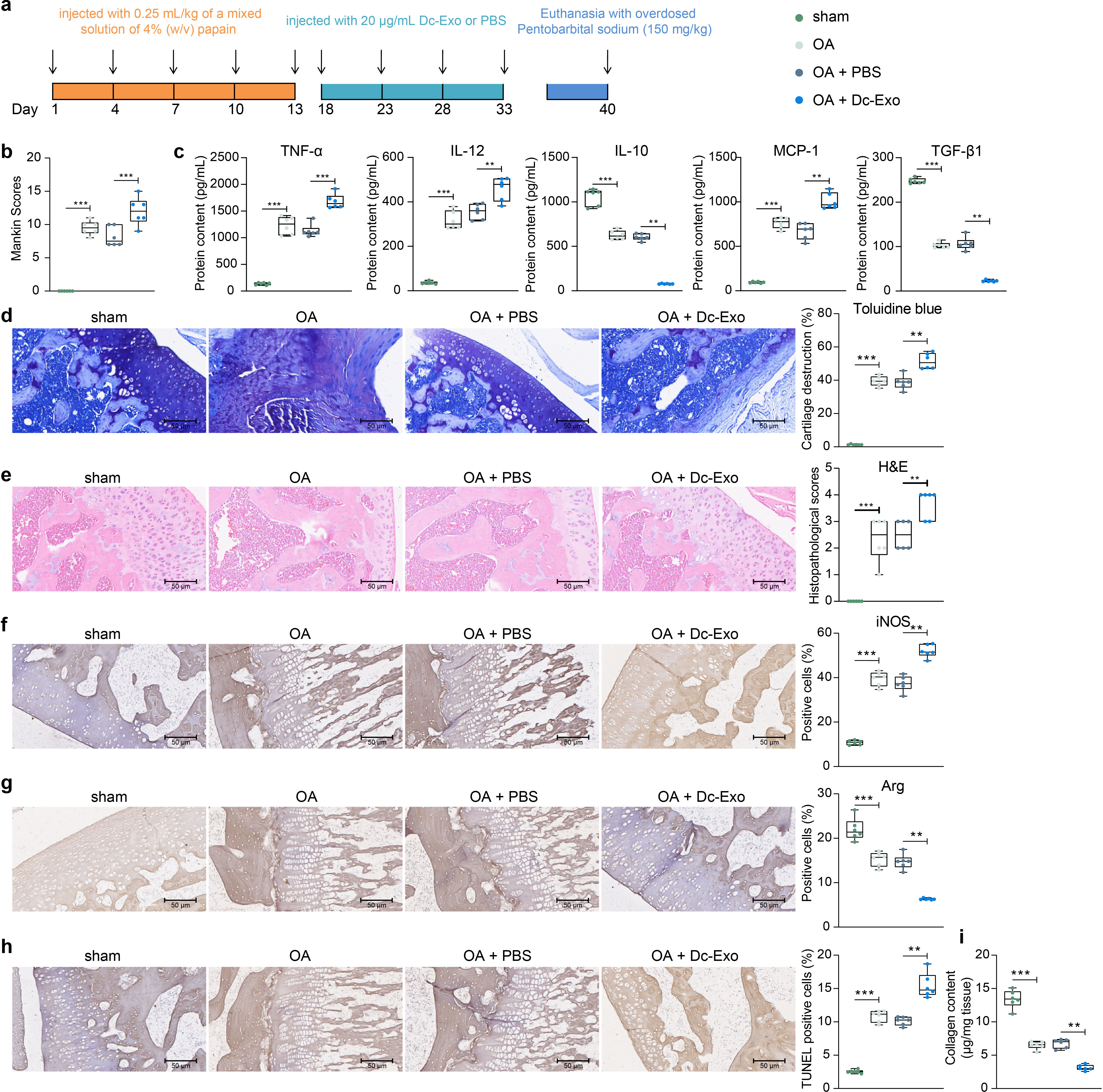 Fig. 2 
            Dysfunctional chondrocyte-derived exosomes (DC-exo) exacerbate symptoms in osteoarthritic (OA) rats. a) Schematic diagram of the rat modelling and interventions. b) Symptoms in rats assessed by Mankin score. c) Enzyme-linked immunosorbent assay for the detection of tumour necrosis factor alpha (TNF-α), interleukin (IL-12), IL-10, monocyte chemoattractant protein-1 (MCP-1), and transforming growth factor beta (TGF-β) in rat knee joint fluid. d) Cartilage degradation in rats evaluated by toluidine blue staining. e) Pathologically damaged structures in rat knee assessed by haematoxylin and eosin staining. f) Positive cell rate of inducible nitric oxide synthase (iNOS) and g) arginine in rat knee tissues by immunohistochemical staining. h) Terminal deoxynucleotidyl transferase dUTP nick end labeling (TUNEL) assay detection of apoptosis in rat cartilage tissue. i) Collagen content in rat cartilage tissue assessed by the collagen deposition kit. Each group contains six rats, with each dot representing one rat. The results are representative of three independent experiments. All data are represented as mean and standard deviation, and analyzed using one-way analysis of variance with Tukey’s post-test. **p < 0.01, ***p < 0.001.
          