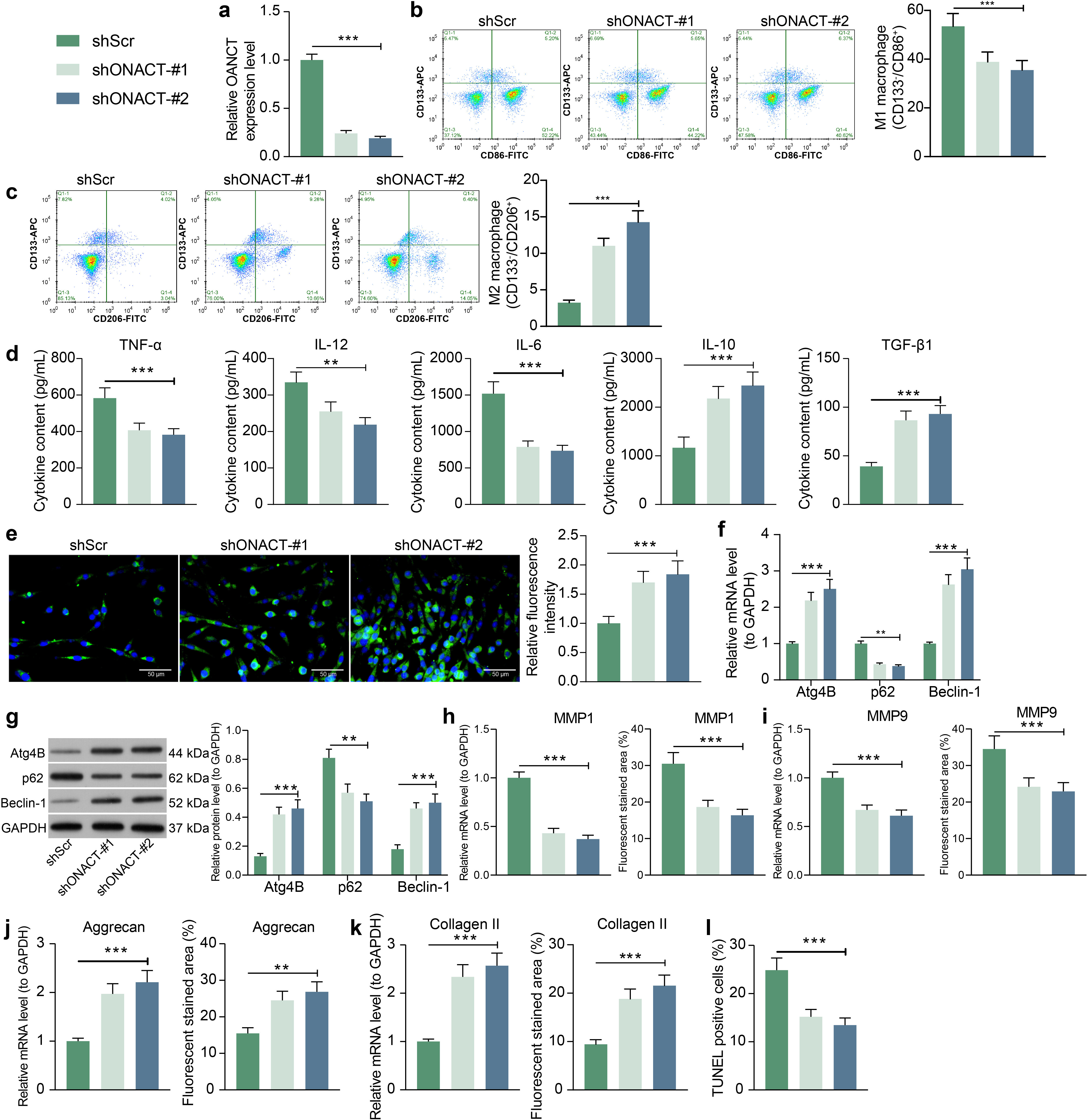 Fig. 4 
            Knockdown of osteoarthritis non-coding transcript (OANCT) inhibits M1-type polarization of macrophages. Macrophages co-cultured with dysfunctional chondrocyte-derived exosomes (DC-exo) were infected with short hairpin (sh)RNAs targeting OANCT. a) Expression of OANCT in macrophages detected by reverse transcription-quantitative polymerase chain reaction (RT-qPCR). b) Flow cytometry detection of macrophage M1 polarization (CD133-/CD86+) and c) M2 polarization (CD133-/CD206+). d) Enzyme-linked immunosorbent assay for the detection of inflammatory factors tumour necrosis factor alpha (TNF-α), interleukin (IL)-12, IL-6, transforming growth factor beta (TGF-β), and IL-10 produced by macrophage culture. e) Changes in autophagy levels in macrophages evaluated by monodansylcadaverine staining. f) RT-qPCR and g) western blot detection of messenger RNA (mRNA) and protein expression of autophagy-related factors Atg4B, p62, and Beclin-1 in macrophages. h) to k) Expression of: h) matrix metalloproteinase (MMP)1; i) MMP9; j) aggrecan; and k) collagen II in chondrocytes by RT-qPCR and immunofluorescence. l) Terminal deoxynucleotidyl transferase dUTP nick end labeling (TUNEL) assay of the level of apoptosis in chondrocytes. The results are representative of three independent experiments. All data are represented as mean and standard deviation, and analyzed using one-way or two-way analysis of variance with Tukey’s post-test. **p < 0.01, ***p < 0.001. GAPDH, glyceraldehyde-3-phosphate dehydrogenase.
          