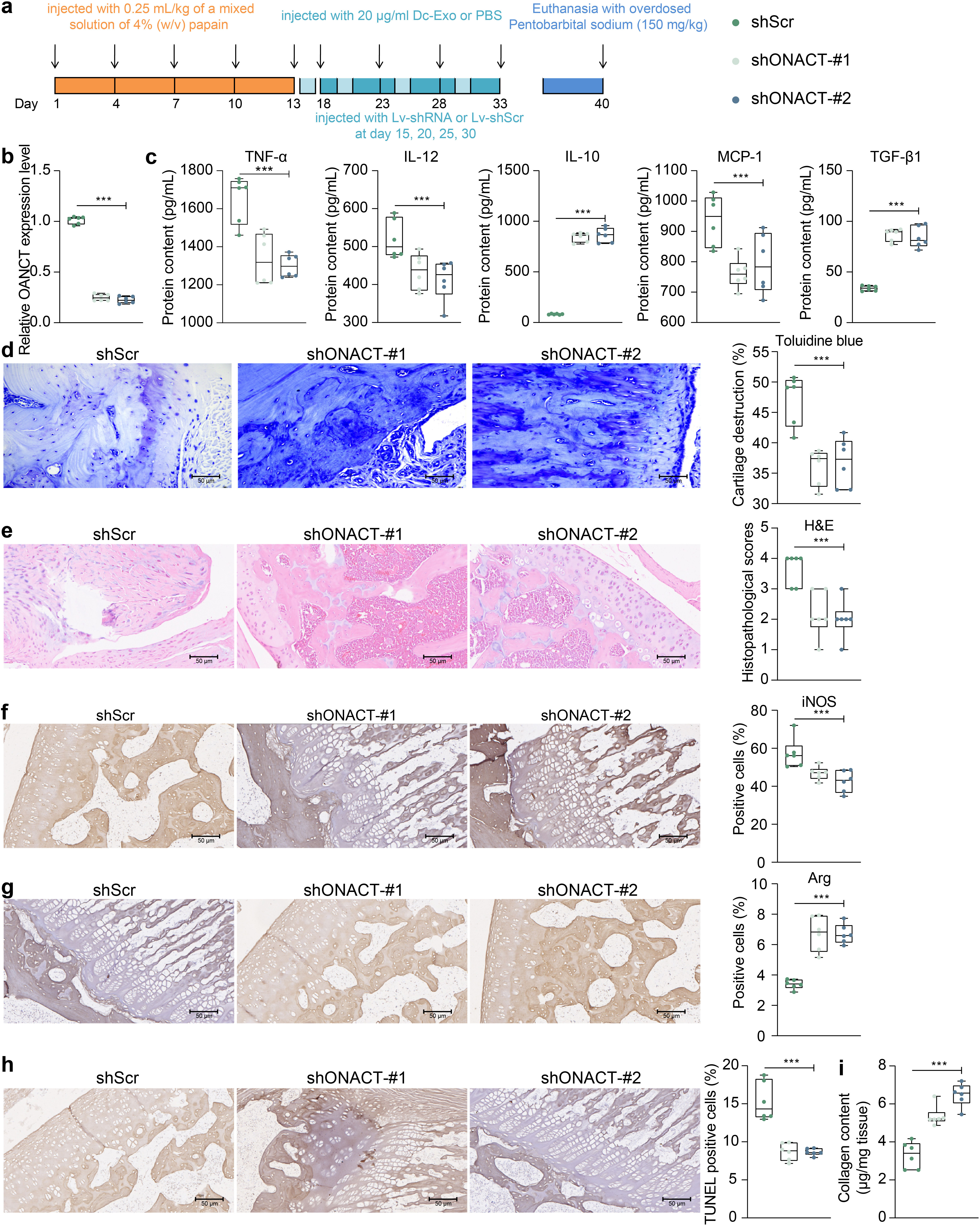 Fig. 5 
            Knockdown of osteoarthritis non-coding transcript (OANCT) alleviates symptoms in osteoarthritic (OA) rats. a) Schematic diagram of the rat modelling and interventions. b) Expression of OANCT in rat knee tissue by reverse transcription-quantitative polymerase chain reaction (RT-qPCR). c) Enzyme-linked immunosorbent assay for the detection of tumour necrosis factor alpha (TNF-α), interleukin (IL)-12, IL-10, monocyte chemoattractant protein-1 (MCP-1), and transforming growth factor beta (TGF-β) in rat knee joint fluid. d) Cartilage degradation in rats evaluated by toluidine blue staining. e) Pathologically damaged structures in rat knee assessed by haematoxylin and eosin staining. f) Positive cell rate of inducible nitric oxide synthase (iNOS) and g) arginine in rat knee tissues by immunohistochemical staining. h) Terminal deoxynucleotidyl transferase dUTP nick end labeling (TUNEL) assay detection of apoptosis in rat cartilage tissue. i) Collagen content in rat cartilage tissue assessed by the collagen deposition kit. Each group contains six rats, with each dot representing one rat. The results are representative of three independent experiments. All data are represented as mean and standard deviation and analyzed using one-way analysis of variance with Tukey’s post-test. ***p < 0.001. ShScr, small hairpin RNA-scramble.
          