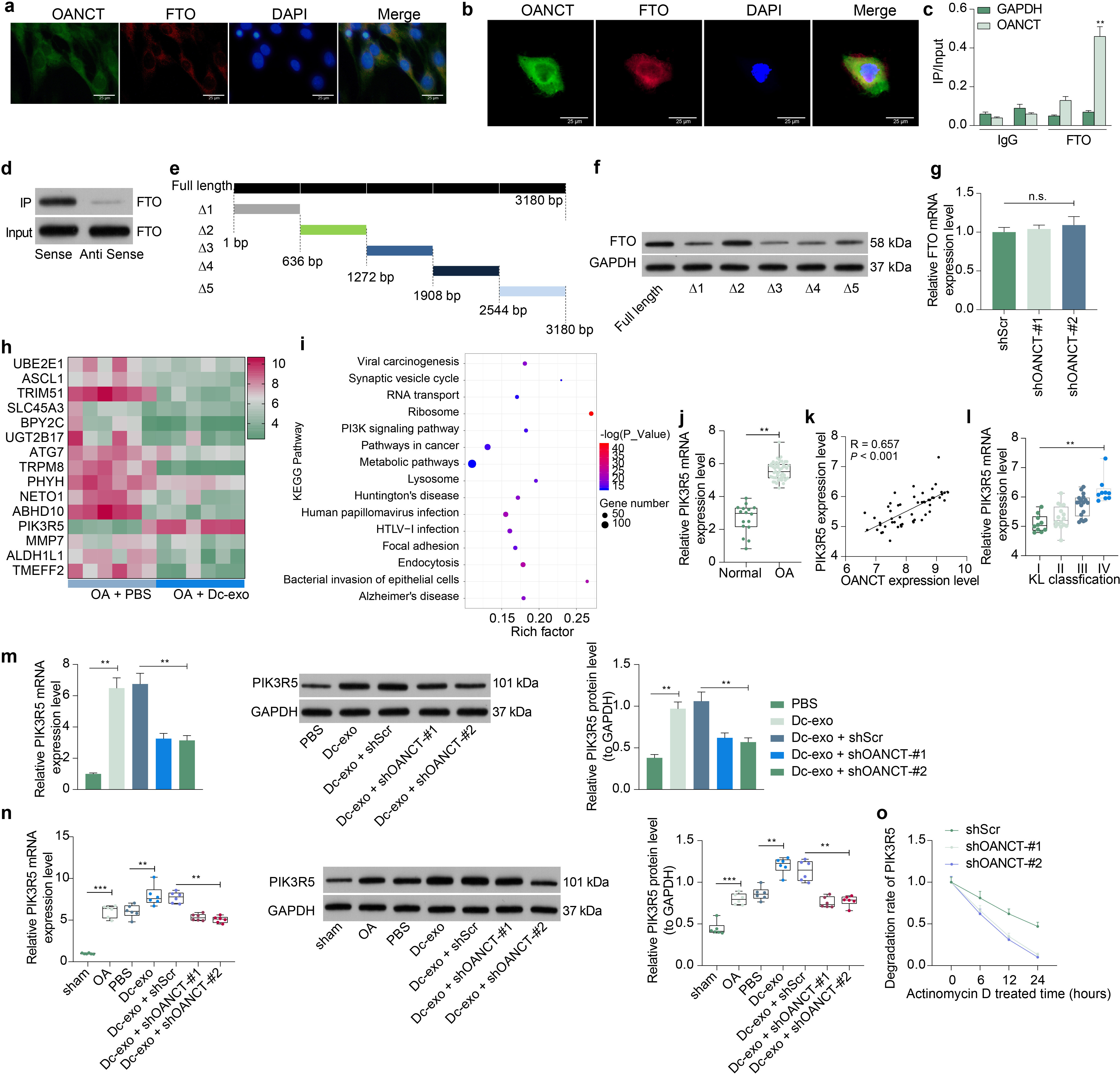 Fig. 6 
            Osteoarthritis non-coding transcript (OANCT) regulates phosphoinositide-3-kinase regulatory subunit 5 (PIK3R5) messenger RNA (mRNA) stability by binding to fat mass and obesity-associated protein (FTO). a) The localization of OANCT and FTO protein in rat cartilage tissues or b) chondrocytes detected by double-labelled fluorescence. c) The binding relation between OANCT and FTO protein examined by RNA pull-down and d) ribonucleoprotein immunoprecipitation (RIP) assays. e) Construction of OANCT sequences with different deletions. f) FTO protein levels bound to different mutant forms of OANCT detected by RNA pull-down assay. g) Changes in FTO mRNA expression after knockdown of OANCT in macrophages. h) Differentially expressed genes and i) enriched signalling pathways in cartilage tissues of dysfunctional chondrocyte-derived exosomes (DC-exo)-treated osteoarthritis (OA) rats analyzed by RNA-seq high-throughput sequencing. j) Phosphoinositide-3-kinase regulatory subunit 5 (PIK3R5) expression in knee tissues from 53 OA and 16 non-OA patients requiring meniscal arthroplasty due to fracture injury examined by reverse transcription-quantitative polymerase chain reaction (RT-qPCR). k) Spearman correlation analysis of the correlation between the expression of PIK3R5 and the expression of OANCT or l) the Kellgren-Lawrence grade in 53 patients with OA. m) RT-qPCR and western blot for mRNA and protein expression of PIK3R5 in chondrocytes or n) rat cartilage tissues. o) The expression of PIK3R5 mRNA in macrophages transfected with shOANCT and treated with IZCZ-3 at different timepoints, as examined by RT-qPCR. The results are representative of three independent experiments. All data are represented as mean and standard deviation, and analyzed using independent-samples t-test, and one-way or two-way analysis of variance with Tukey’s post-test. **p < 0.01, ***p < 0.001. DAPI, 4′,6-diamidino-2-phenylindole; GAPDH, glyceraldehyde-3-phosphate dehydrogenase; HTLV, human T-cell lymphotropic virus type 1; IgG, immunoglobulin G; IP, immunoprecipitation; KEGG, Kyoto Encyclopedia of Genes and Genomes; MMP, matrix metalloproteinase; PBS, phosphate-buffered saline; ShScr, small hairpin RNA-scramble.
          