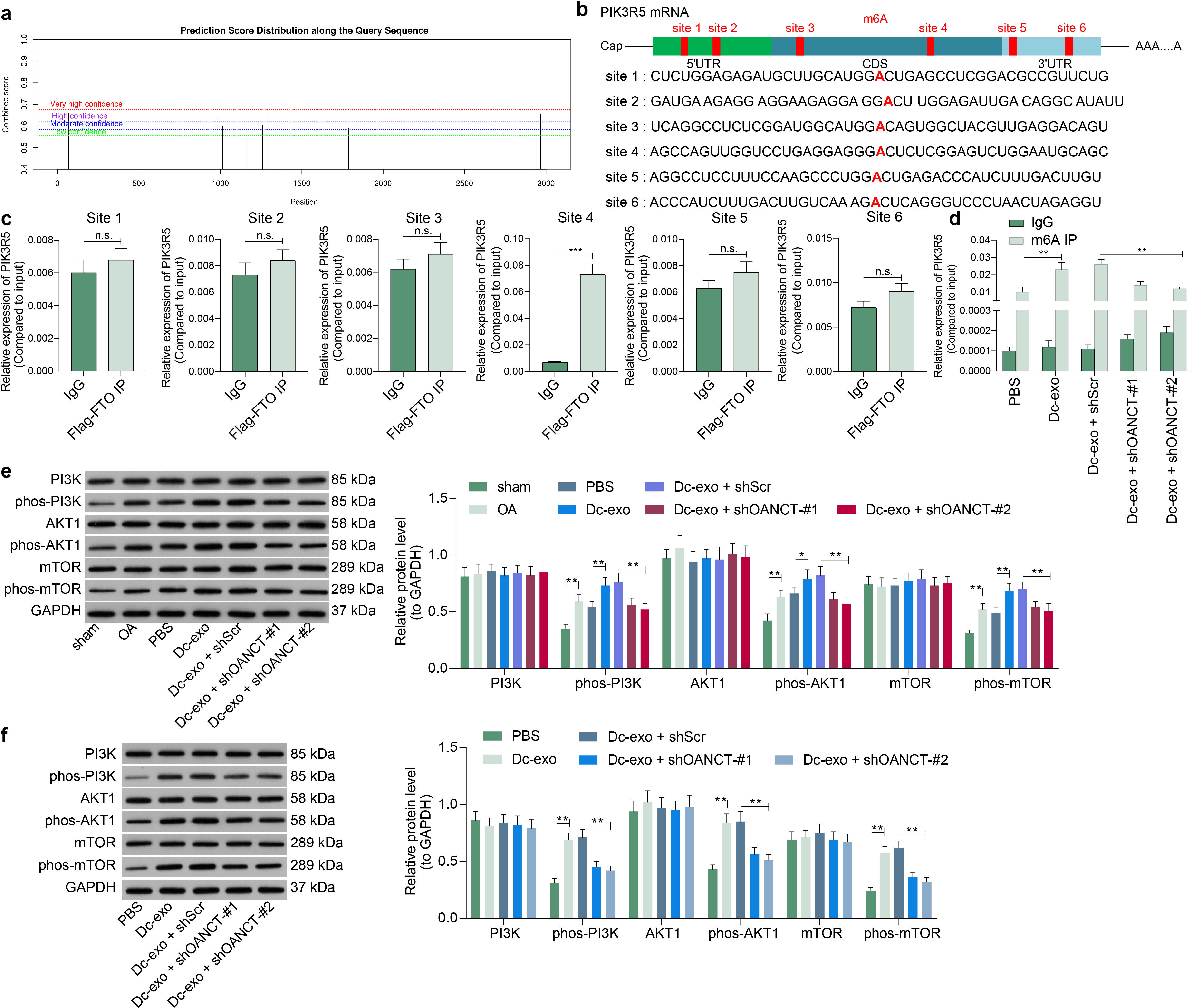 Fig. 7 
            Osteoarthritis non-coding transcript (OANCT) regulates the messenger RNA (mRNA) stability of phosphoinositide-3-kinase regulatory subunit 5 (PIK3R5) in a N6-methyladenosine (m6A)-dependent manner. a) Possible m6A modification sites for PIK3R5 mRNA predicted by the SRAMP website.22 b) m6A sites with high confidence. c) The binding of fat mass and obesity-associated protein (FTO) to PIK3R5 mRNA validated by ribonucleoprotein immunoprecipitation (RIP). d) FTO-mediated demethylation of modified m6A on PIK3R5 mRNA verified by MeRIP-quantitative polymerase chain reaction (qPCR). e) Extent of PI3K, AKT serine/threonine kinase 1 (AKT1), and mammalian target of rapamycin (mTOR) phosphorylation in rat cartilage tissues and f) macrophages. The results are representative of three independent experiments. All data are represented as mean and standard deviation, and analyzed using independent-samples t-test, and one-way or two-way analysis of variance with Tukey’s post-test. **p < 0.01. CDS, coding sequence; DC-exo, dysfunctional chondrocyte-derived exosomes; GAPDH, glyceraldehyde-3-phosphate dehydrogenase; IgG, immunoglobulin G; OA, osteoarthritis; PBS, phosphate-buffered saline; UTR, untranslated region.
          