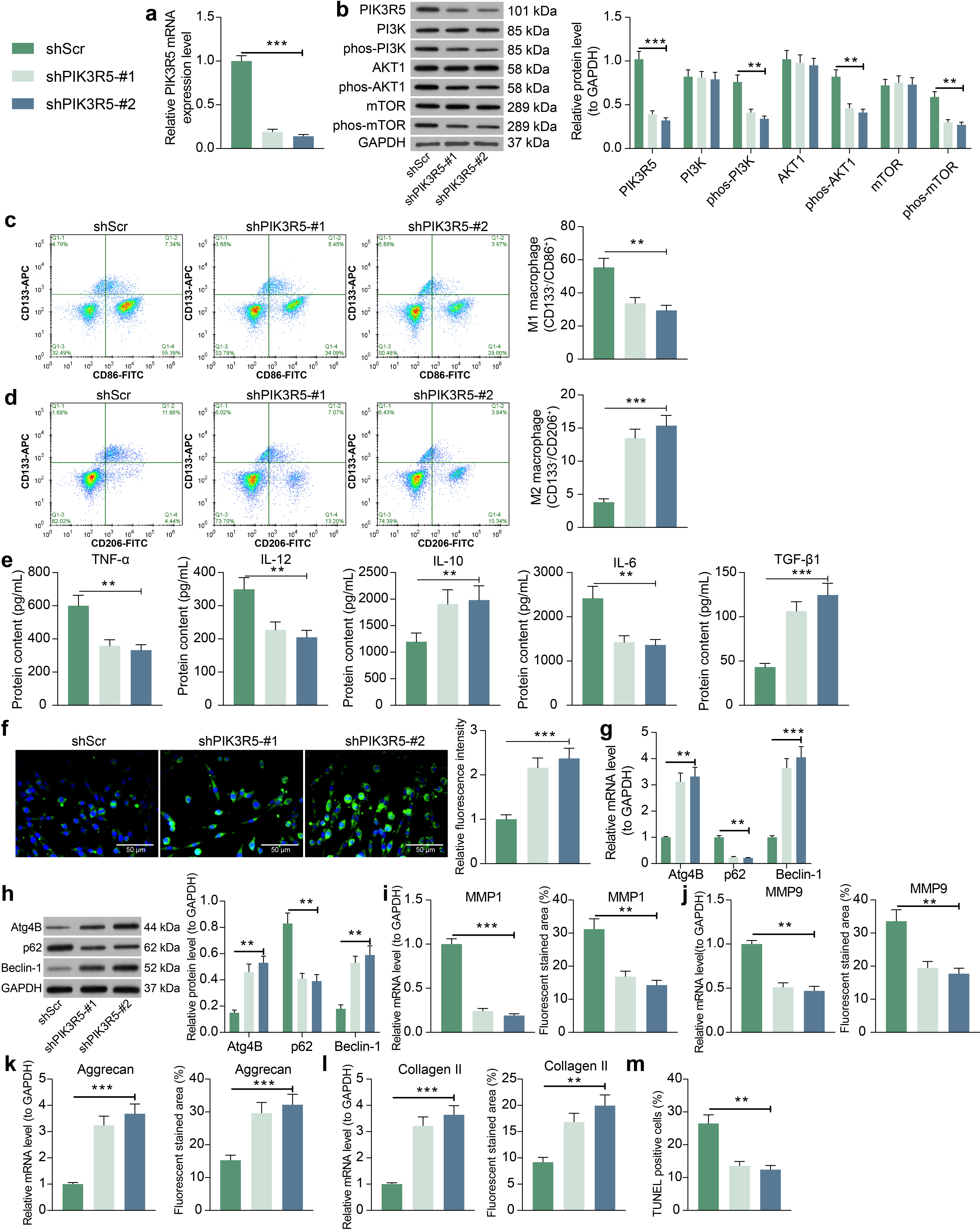 Fig. 8 
            Knockdown of phosphoinositide-3-kinase regulatory subunit 5 (PIK3R5) inhibits dysfunctional chondrocyte-derived exosomes (DC-exo)-promoted macrophage M1 polarization. Macrophages co-cultured with DC-exo were infected with short hairpin (sh)RNAs targeting PIK3R5. a) Expression of PIK3R5 in macrophages detected by reverse transcription-quantitative polymerase chain reaction (RT-qPCR). b) PIK3R5 protein and PI3K, AKT serine/threonine kinase 1 (AKT1), and mammalian target of rapamycin (mTOR) phosphorylation levels in macrophages detected by western blot. c) Flow cytometry detection of macrophage M1 polarization (CD133-/CD86+) and d) M2 polarization (CD133-/CD206+). e) Enzyme-linked immunosorbent assay (ELISA) for the detection of inflammatory factors tumour necrosis factor alpha (TNF-α), interleukin (IL)-12, IL-6, transforming growth factor beta (TGF-β), and IL-10 produced by macrophage culture. f) Changes in autophagy levels in macrophages evaluated by monodansylcadaverine (MDC) staining. g) RT-qPCR and h) western blot detection of messenger RNA (mRNA) and protein expression of autophagy-related factors Atg4B, p62, and Beclin-1 in macrophages. i) to l) Expression of: i) matrix metalloproteinase (MMP)1; j) MMP9; k) aggrecan; and l) collagen II in chondrocytes by RT-qPCR and immunofluorescence. m) Terminal deoxynucleotidyl transferase dUTP nick end labeling (TUNEL) assay of the level of apoptosis in chondrocytes. The results are representative of three independent experiments. All data are represented as mean and standard deviation. Data were analyzed using one-way or two-way analysis of variance with Tukey’s post-test. **p < 0.01, ***p < 0.001. GAPDH, glyceraldehyde-3-phosphate dehydrogenase; ShScr, small hairpin RNA-scramble.
          