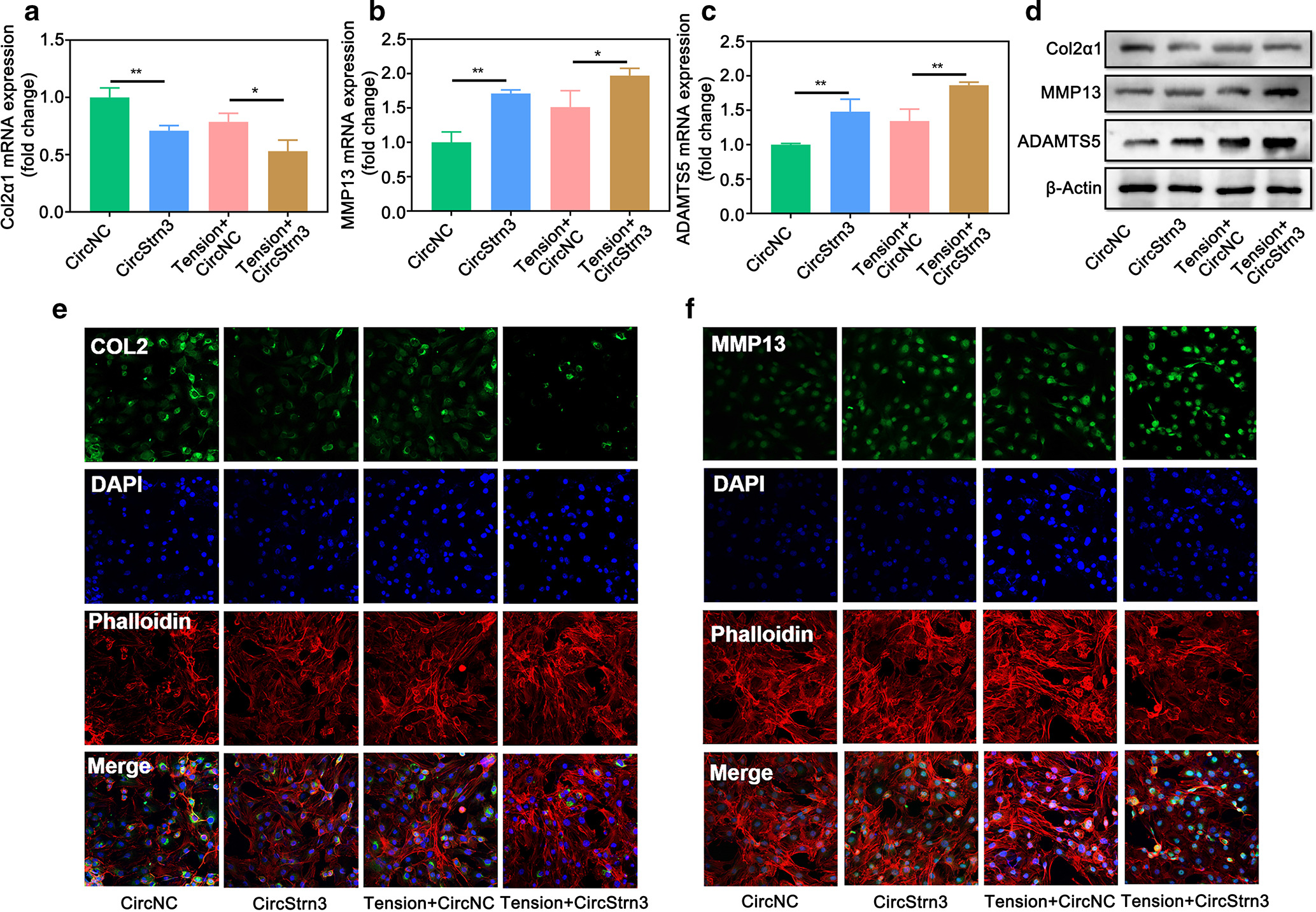 Fig. 2 
            
              CircStrn3 was involved in the regulation of chondrocyte extracellular matrix production by mechanical stress. a) to c) Quantitative real-time polymerase chain reaction (qRT-PCR) tested the messenger RNA (mRNA) expressions of COL2α1, matrix metalloproteinase-13 (MMP-13), and a disintegrin and metalloproteinase with thrombospondin motifs 5 (ADAMTS5) in chondrocytes transfected with circStrn3 or circNC, followed by stimulation of tensile strain or control condition (n = 4, *p < 0.05, **p < 0.01). d) Western blot tested the expressions of COL2α1, MMP-13, and ADAMTS5 in chondrocytes transfected with circStrn3 or circNC, followed by stimulation of tensile strain or control condition (n = 4). e) and f) Immunofluorescence assay tested the expressions of COL2α1 and MMP-13 in chondrocytes transfected with circStrn3 or circNC, followed by stimulation of tensile strain or control condition (n = 4, scale bar: 10 μm). Independent-samples t-test was used to compare data between two groups, and one-way analysis of variance was used for comparison between multiple groups. DAPI, 4′,6-diamidino-2-phenylindole; mRNA, messenger RNA; NC, negative control.
          