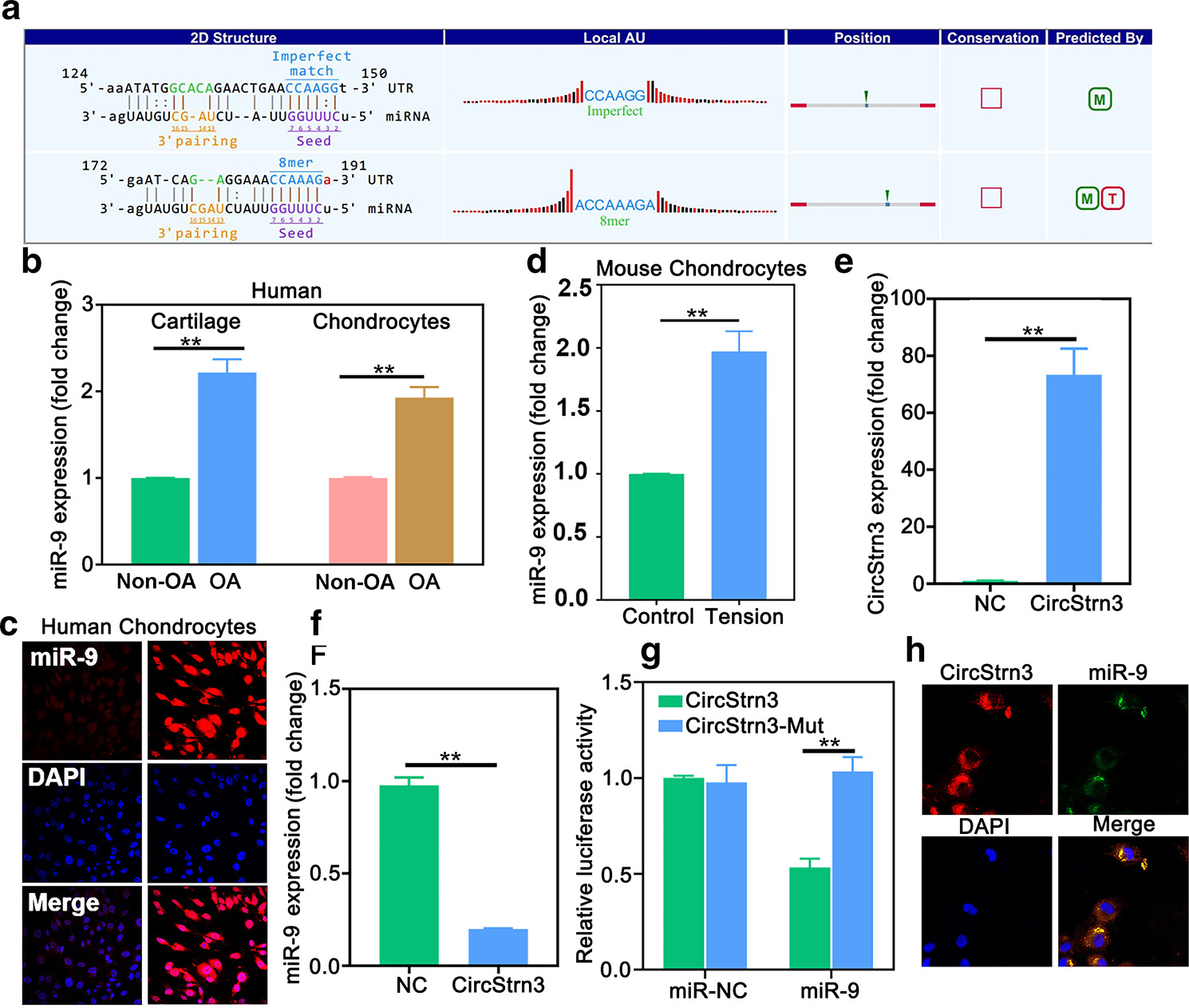 Fig. 3 
            
              CircStrn3 was involved in the regulation of chondrocyte extracellular matrix production by mechanical stress. a) Complementation between circStrn3 and ‘seed sequence’ of microRNA (miR)-9-5p. b) The results of quantitative real-time polymerase chain reaction (qRT-PCR) showed that expression of miR-9-5p was increased in cartilage and chondrocytes from osteoarthritis (OA) patients (n = 4, **p < 0.01). c) Fluorescence in situ hybridization (FISH) staining results showed that miR-9-5p was upregulated in human chondrocytes (n = 4, scale bar: 10 μm). d) qRT-PCR tested the expression of miR-9-5p in chondrocytes exposed to mechanical loading or control condition (n = 4, **p < 0.001). e) to f) qRT-PCR tested the expressions of e) circStrn3 and f) miR-9-5p in chondrocytes transfected with circStrn3 or circNC (n = 4, **p < 0.01). g) The results showed a significant decrease in firefly luciferase activity when wild type (WT) was cotransfected with miR-9-5p mimics, thus no significant change was observed in luciferase activity after co-transfection with mutation type (Mut) and miR-9-5p mimic (n = 4, **p < 0.01). h) FISH staining results showed that circStrn3 colocalized with miR-9-5p in the cytoplasm. (n = 6, scale bar: 10 μm). Independent-samples t-test was used to compare data between two groups, and one-way analysis of variance was used for comparison between multiple groups. DAPI, 4′,6-diamidino-2-phenylindole; NC, negative control.
          