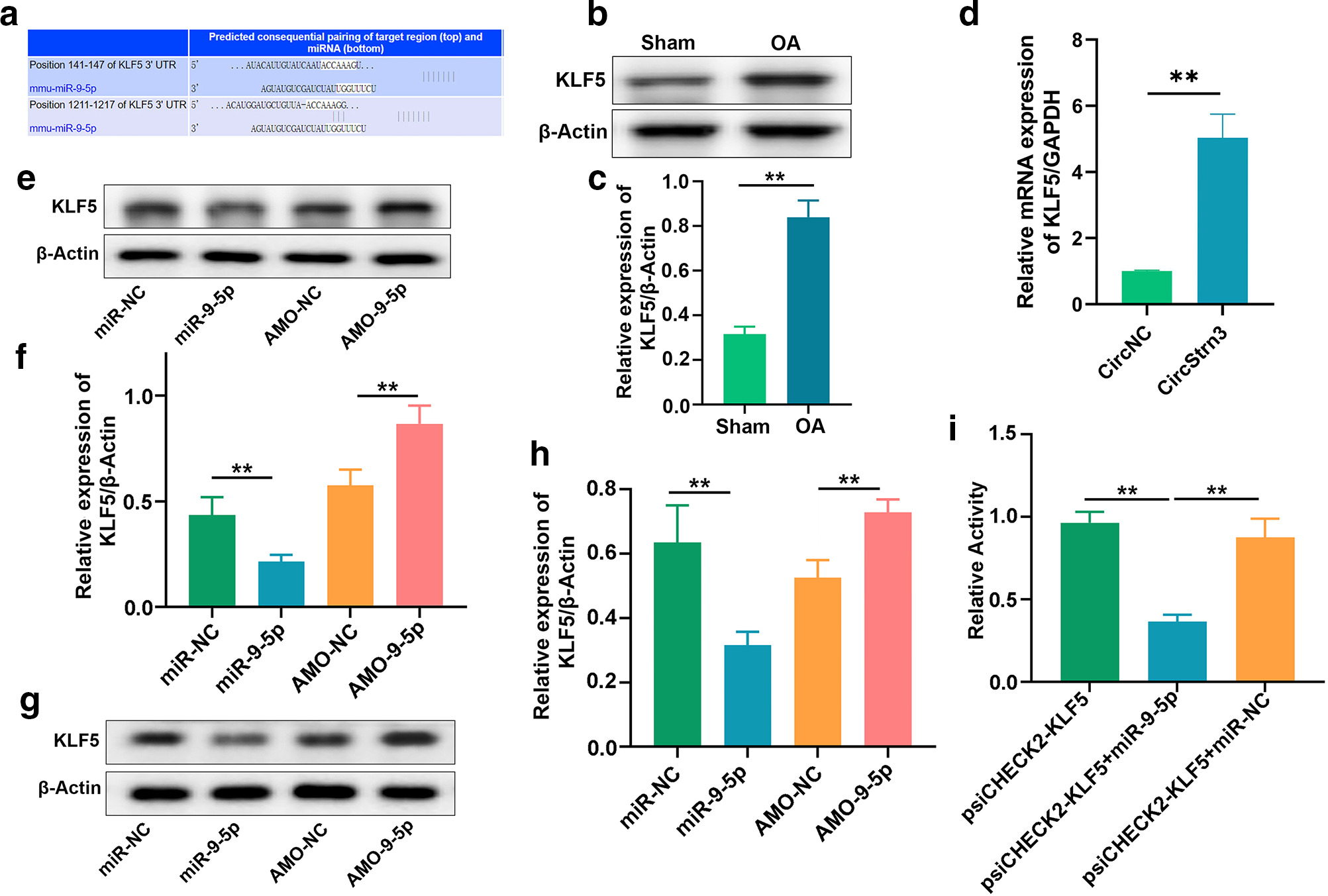 Fig. 6 
            The identification of molecular target of microRNA (miR)-9-5p. a) MicroRNA complementarity of miR-9-5p targeting Kruppel-like factor 5 (KLF5). b) to c) The results of western blot show that expression of KLF5 was increased in chondrocytes from osteoarthritis (OA) mice compared to sham mice (n = 4, **p < 0.01). d) The results of quantitative real-time polymerase chain reaction (qRT-PCR) show that expression of KLF5 was increased by the overexpression of CircStrn3 in chondrocytes (n = 4, **p < 0.01). e) to h) The results of western blot show the level of KLF5 expression in e) to f) chondrocytes and g) to h) osteoblasts transfected with miR-9-5p or anti-miRNA oligonucleotide (AMO)-9-5p (n = 4, **p < 0.01). i) Luciferase activity was diminished in the reporter containing the 3'-untranslated region (3'-UTR) of KLF5 treated with miR-9-5p compared with pMIR-KLF5 alone (n = 4, **p < 0.01). Independent-samples t-test was used to compare data between two groups, and one-way analysis of variance was used for comparison between multiple groups. GAPDH, glyceraldehyde 3-phosphate dehydrogenase; mRNA, messenger RNA; NC, negative control.
          