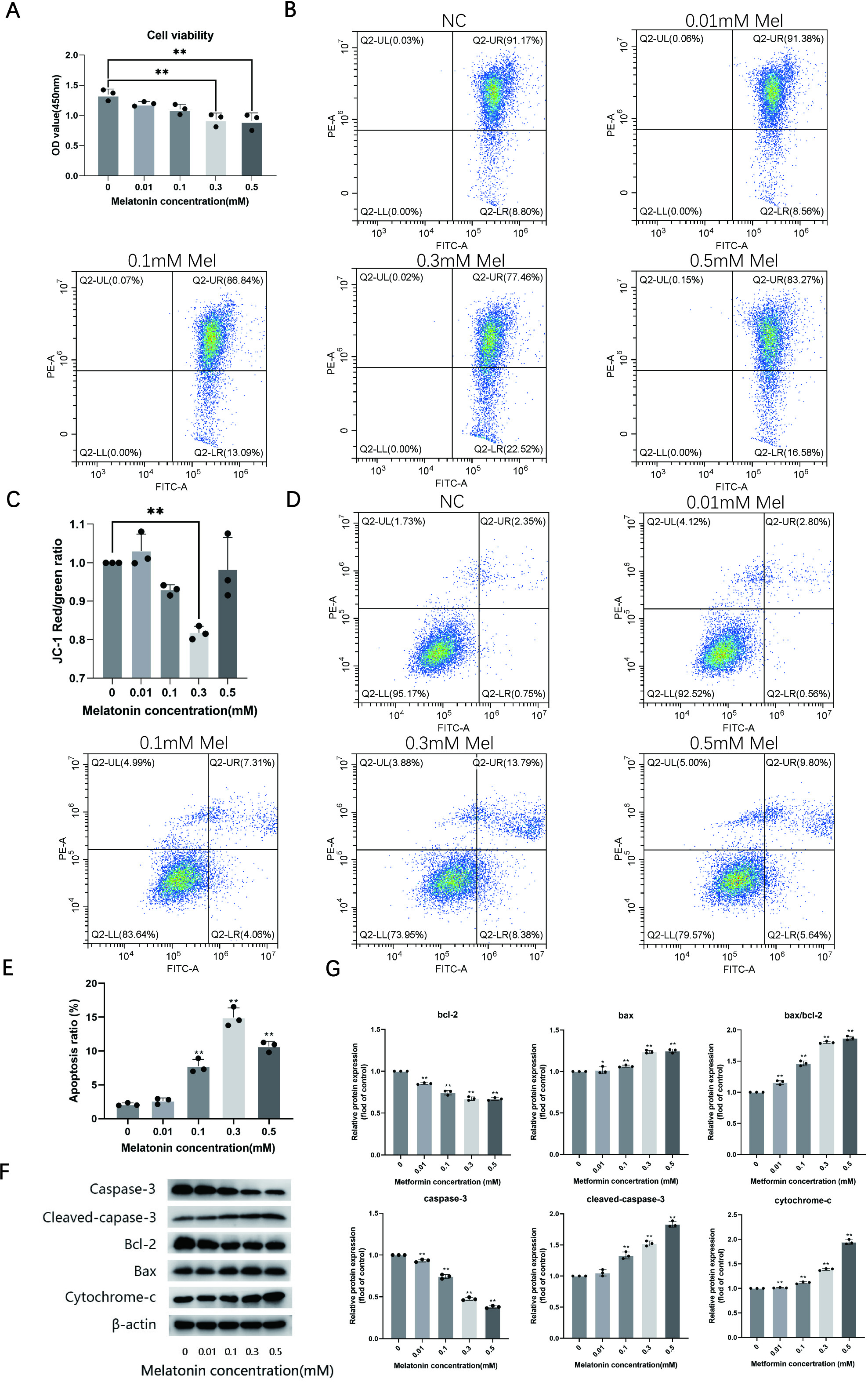 Fig. 1 
            Melatonin promotes apoptosis of RAW264.7 cells. a) Cell viability after treatment with different concentrations of melatonin (0.01 mM, 0.1 mM, 0.3 mM, and 0.5 mM). b) Qualitative changes in mitochondrial membrane potential were detected by flow cytometry after treatment with different concentrations of melatonin (0.01 mM, 0.1 mM, 0.3 mM, and 0.5 mM). c) Quantitative changes in mitochondrial membrane potential were detected using a full-wavelength multifunctional microplate reader. d) Representative flow cytometry plots. e) Apoptosis rates were detected by flow cytometry. f) Protein expression of Caspase-3, Cleaved-caspase-3, Bcl-2, Bax, Cytochrome-c, and β-actin indicated the effect of treatment with melatonin (0.01 mM, 0.1 mM, 0.3 mM, and 0.5 mM). g) Relative protein expression level of the proteins in f). Experiments were implemented in triplicate. Data are means and standard deviations. *p < 0.05, **p < 0.01 compared with control cells analyzed by using one-way analysis of variance. Mel, melatonin; NC, control group; OD, optical density.
          