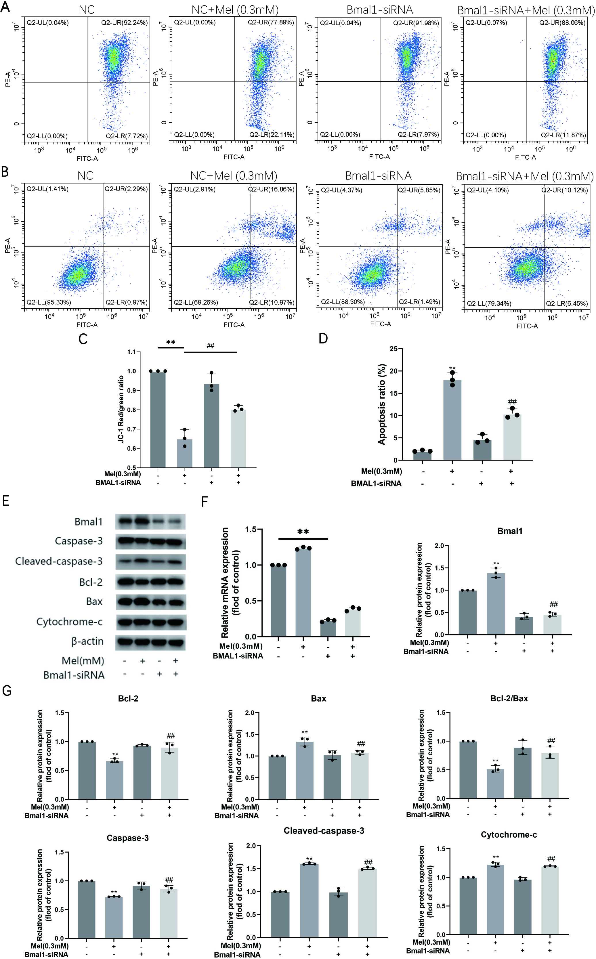 Fig. 2 
            Melatonin induces apoptosis of RAW264.7 cells by upregulating BMAL1 expression. a) Qualitative changes in mitochondrial membrane potential were detected by flow cytometry after treatment with 0.3 mM melatonin or BMAL1-small interfering RNA (siRNA). b) Representative flow cytometry plots after treatment with 0.3 mM melatonin or BMAL1-siRNA. c) Quantitative changes in mitochondrial membrane potential were detected using a full-wavelength multifunctional microplate reader. d) Apoptosis rates were detected by flow cytometry. e) The protein expression of Bmal1, Caspase-3, Cleaved-caspase-3, Bcl-2, Bax, Cytochrome-c, and β-actin indicated the effect of treatment with melatonin (0.3 mM) and BMAL1-siRNA. f) The mRNA transcription level of BMAL1 indicated the effect of melatonin. The transfection efficiency of Bmal1 knockdown was detected at the messenger RNA (mRNA) level. The protein expression of BMAL1 indicated the effect of melatonin. The transfection efficiency of BMAL1 knockdown was detected at the protein level. g) Relative protein expression level of the protein in e). Experiments were implemented in triplicate. Data are means and standard deviations. *p < 0.05, **p < 0.01 compared with control cells and #p < 0.05, ##p < 0.01 compared with melatonin (0.3 mM) applied alone, analyzed by using one-way analysis of variance. Mel, melatonin.
          