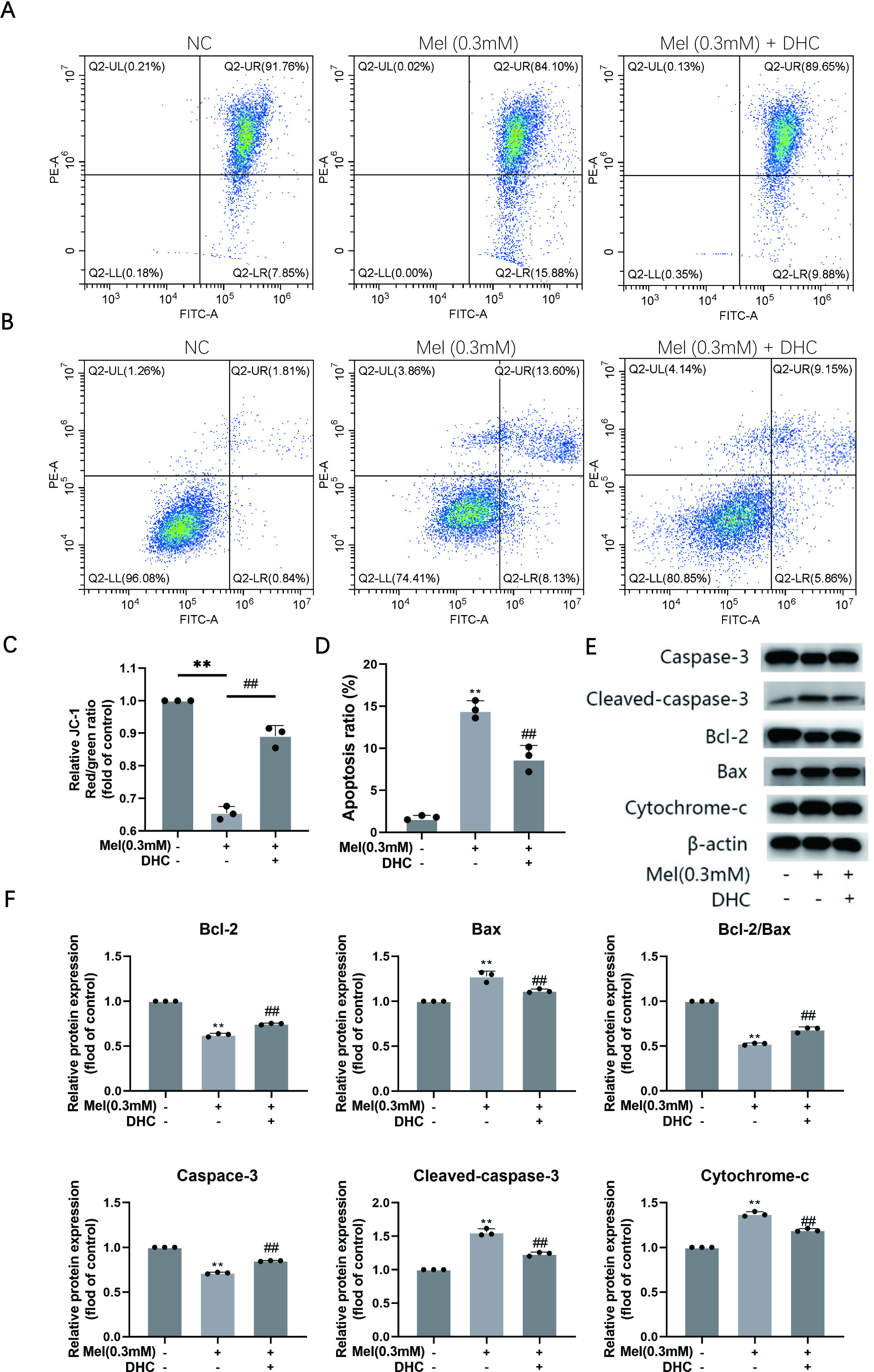 Fig. 4 
            Melatonin (Mel)-induced RAW264.7 apoptosis through mitogen-activated protein kinase (MAPK)-P38. a) Qualitative changes in mitochondrial membrane potential were detected by flow cytometry after treatment with 0.3 mM melatonin or DHC. b) Representative flow cytometry plots after treatment with 0.3 mM melatonin or DHC. c) Quantitative changes in mitochondrial membrane potential were detected using a full-wavelength multifunctional microplate reader. d) Apoptosis rates were detected by flow cytometry. e) The protein expression of Caspase-3, Cleaved-caspase-3, Bcl-2, Bax, Cytochrome-c, and β-actin indicated the effect of treatment with melatonin (0.3 mM) and DHC. f) Relative protein expression levels of the proteins in e). Experiments were implemented in triplicate. Data are means and standard deviations, *p < 0.05, **p < 0.01 compared with control cells and #p < 0.05, ##p < 0.01 compared with melatonin (0.3 mM) applied alone, analyzed by using one-way analysis of variance.
          