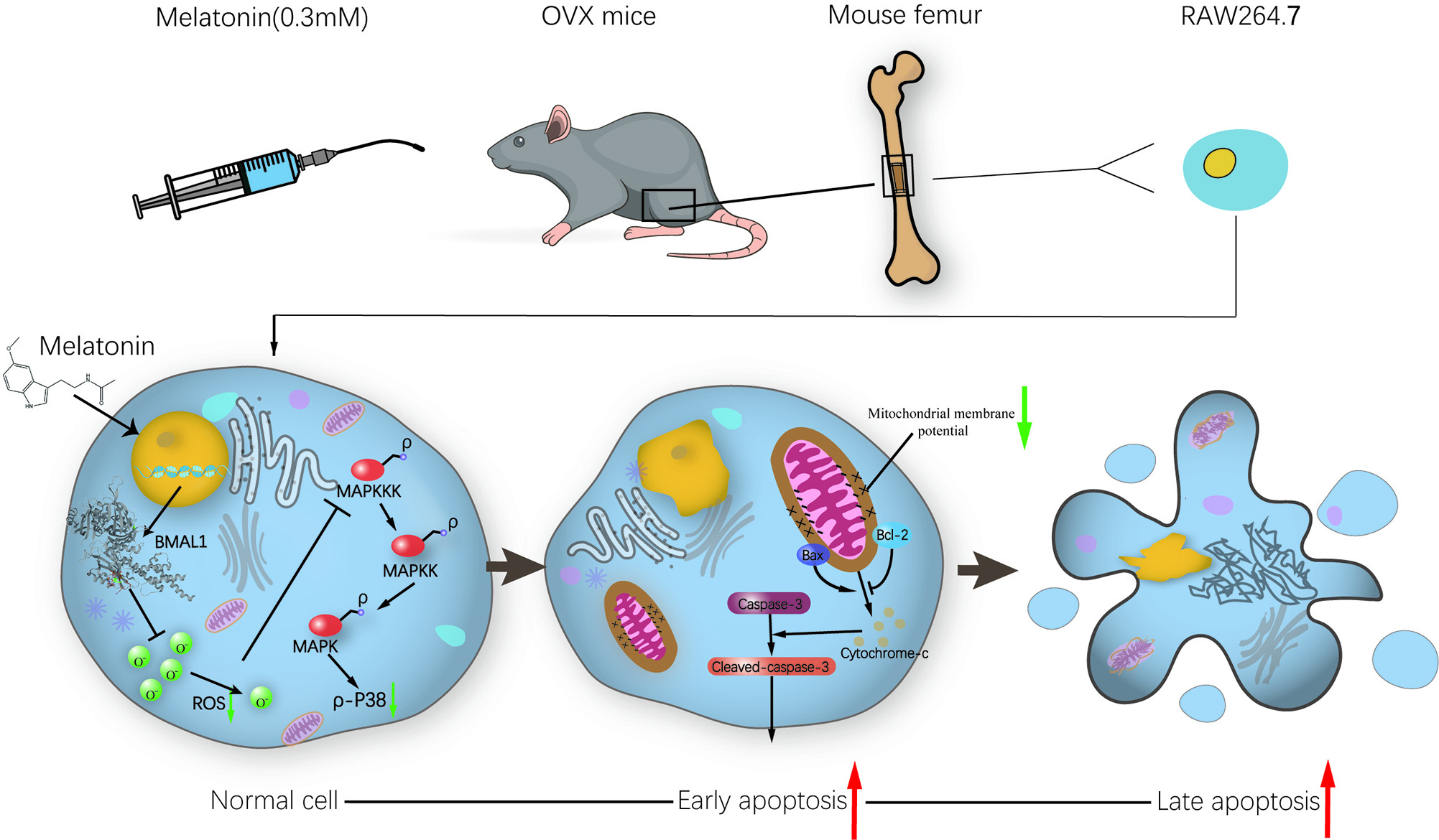 Fig. 6 
            Summarized figure of the signalling pathway. MAPK, mitogen-activated protein kinase; OVX, ovariectomized; ROS, reactive oxygen species.
          