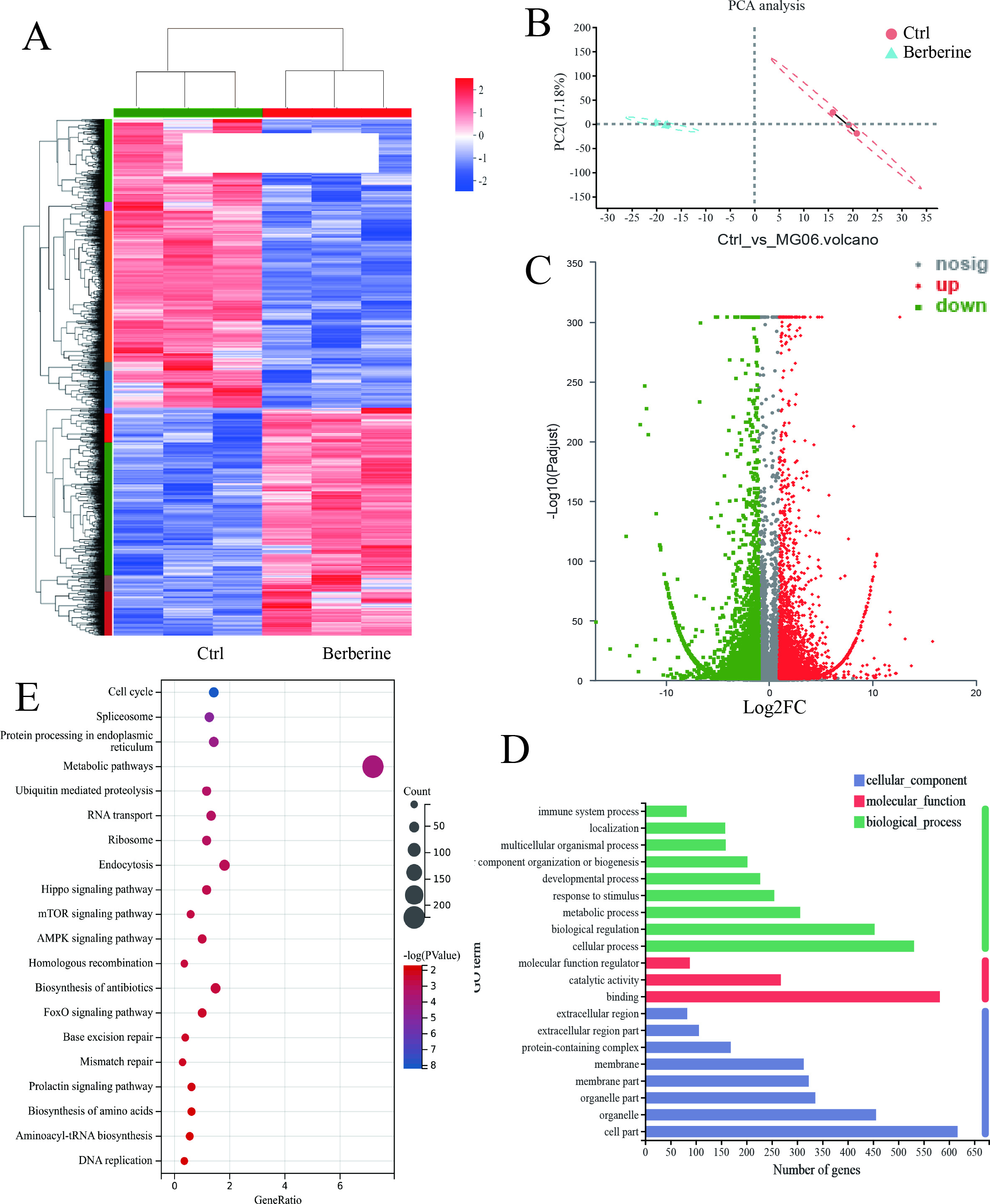 Fig. 3 
            a) Clustering heat map of differential transcripts. b) The principal component analysis (PCA). c) Volcanic map of berberine-regulated transcripts. d) Gene ontology (GO) bar chart of differential transcripts. e) Kyoto Encyclopedia of Genes and Genomes (KEGG) pathway bubble diagram. AMPK, AMP-activated protein kinase; FOXO, forkhead box O.
          