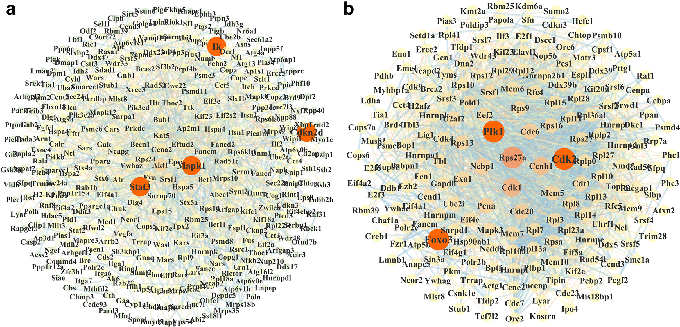 Fig. 4 
            Analysis of the key targets of berberine against rheumatoid arthritis. a) Berberine core upregulated transcriptional protein-protein interaction (PPI) diagram. b) Berberine core downregulated transcriptional PPI diagram.
          