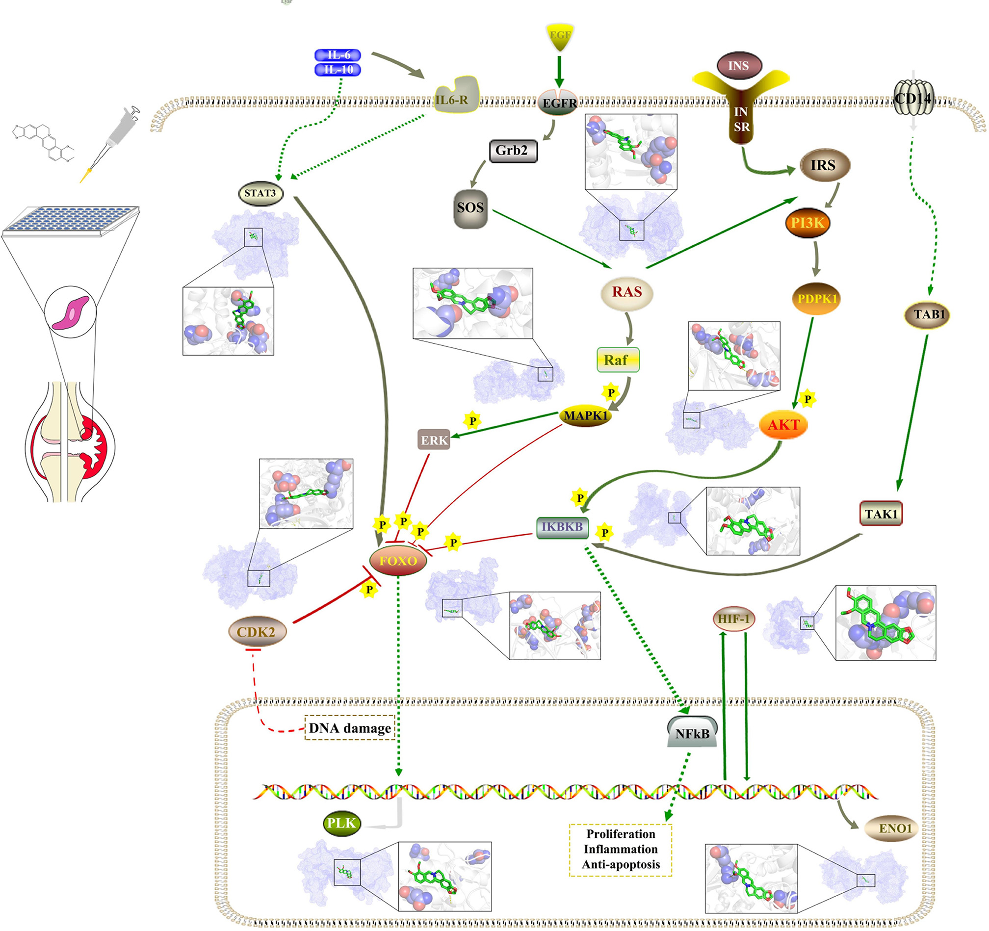 Fig. 5 
            The pathways and molecular docking diagrams of berberine with the key targets. CDK2, cyclin-dependent kinase 2; EGFR, estimated glomerular filtration rate; ENO1, enolase 1; ERK, extracellular signal-regulated kinase; Grb2, growth factor receptor-bound protein 2; FOXO, forkhead box O; HIF-1, hypoxia-inducible factor 1; IKBKB, inhibitor of nuclear factor kappa-B kinase subunit β; IL6-R, interleukin-6 receptor; INS, insulin preproprotein; IRS, insulin receptor substrate; NFkB, nuclear factor kappa B; PLK, polo-like kinase-1; RAS, renin-angiotensin system; TAB1, TAK1-binding protein 1; TAK1, TGF-activated kinase 1; SOS, salt overly sensitive; STAT3, signal transducer and activator of transcription 3.
          