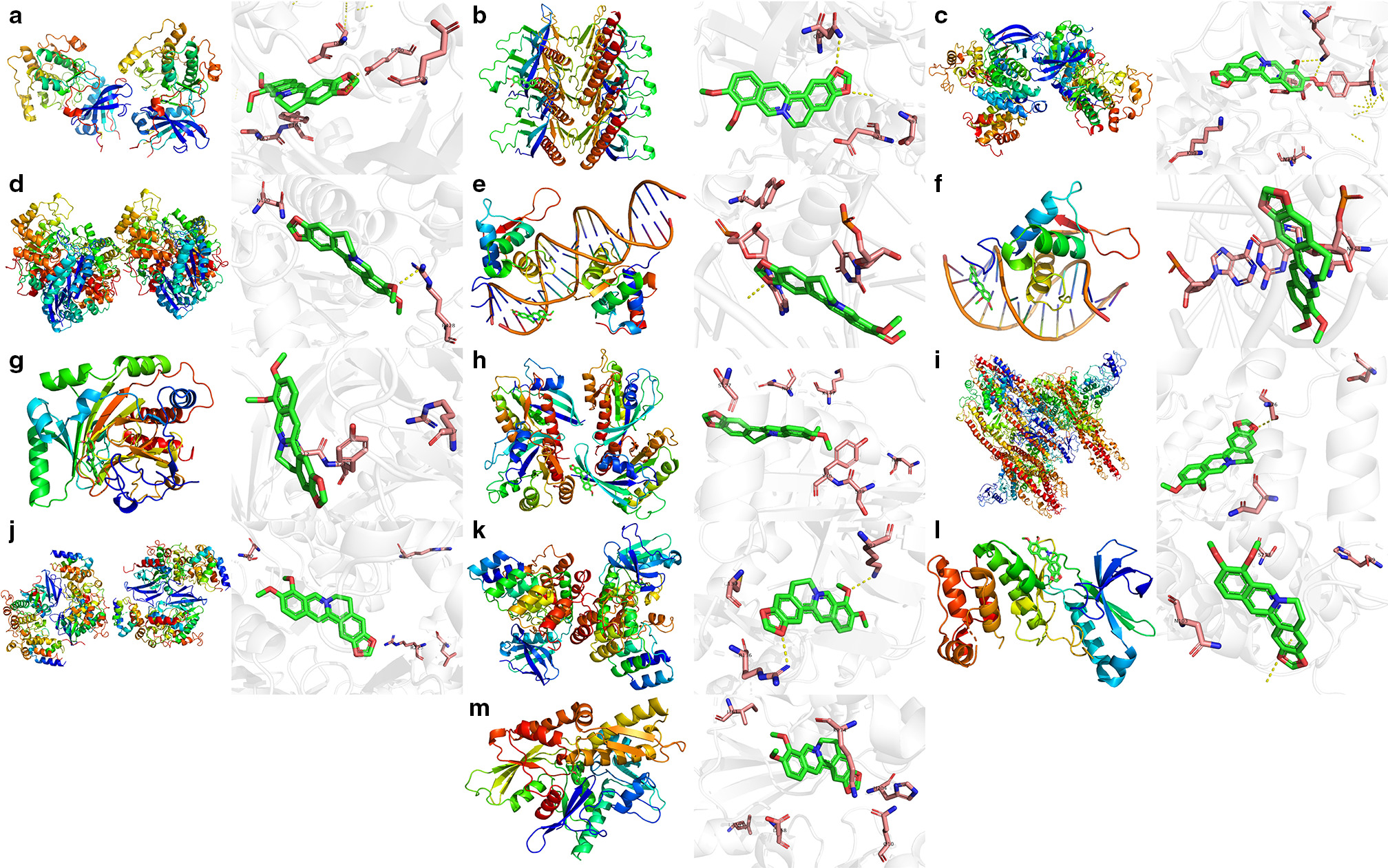 Fig. 6 
            The binding energies for the key targets docked into the berberine. a) AKT2-berberine (-9.1); b) AKT3 -berberine (-7.0); c) cyclin-dependent kinase 2 (CDK2)-berberine (-10.1); d) enolase 1 (ENO1)-berberine (-7.1); e) forkhead box 3 (FOXO3)-berberine (-8.9); f) FOXO4-berberine (-9.0); g) hypoxia-inducible factor 1 alpha (HIF-1α)-berberine (-6.0); h) HRAS-berberine (-7.3); i) inhibitor of nuclear factor kappa-B kinase subunit β (IKBKB)-berberine (-7.7); j) mitogen-activated protein kinase 1 (MAPK1)-berberine (-9.1); k) polo-like kinase-1 (PLK1)-berberine (-9.0); l) PLK4-berberine (-6.6); and m) signal transducer and activator of transcription 3 (STAT3)-berberine (-7.9).
          